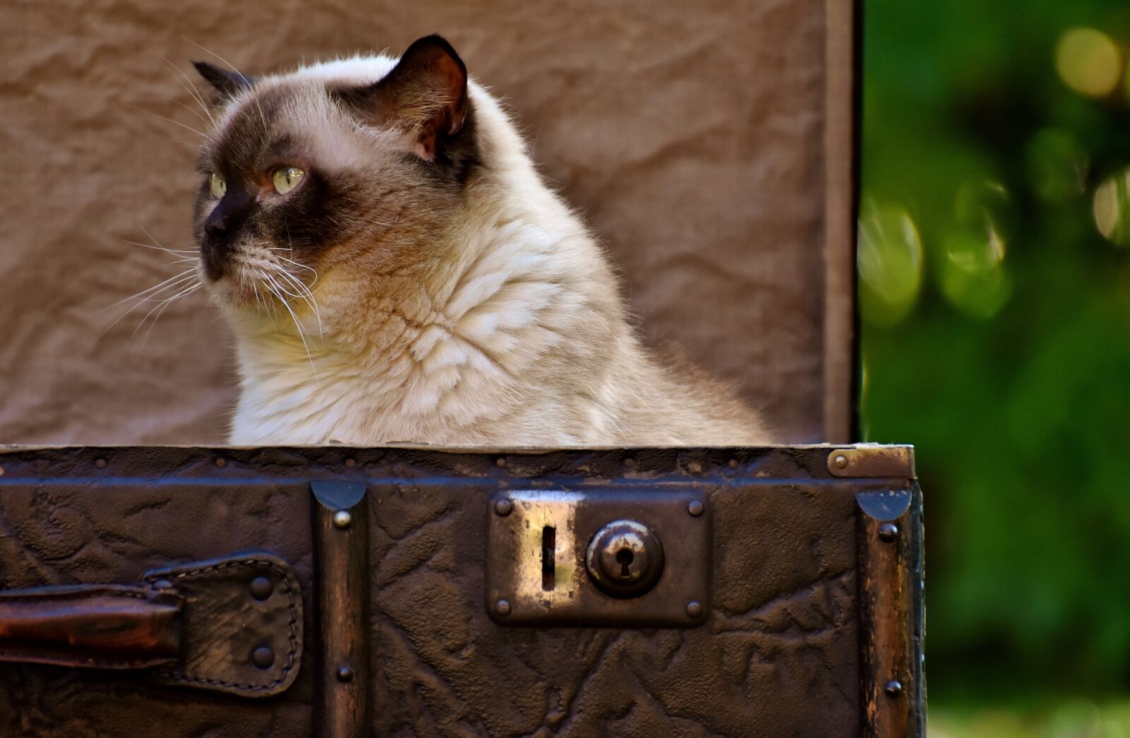 Nikon D7200 sample photo. Cat, british shorthair, cute photography