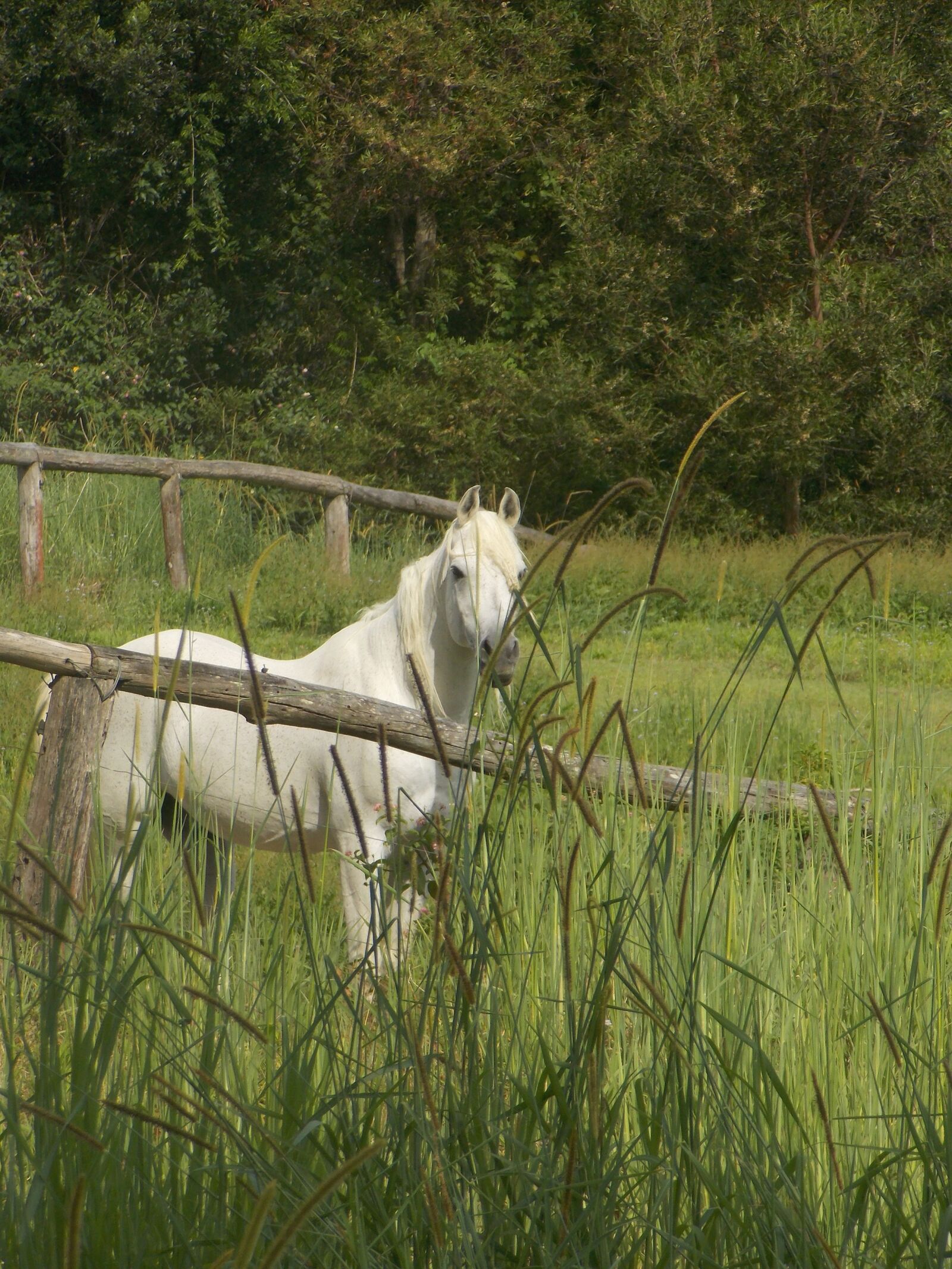 Nikon COOLPIX L320 sample photo. Pony, white, grass photography