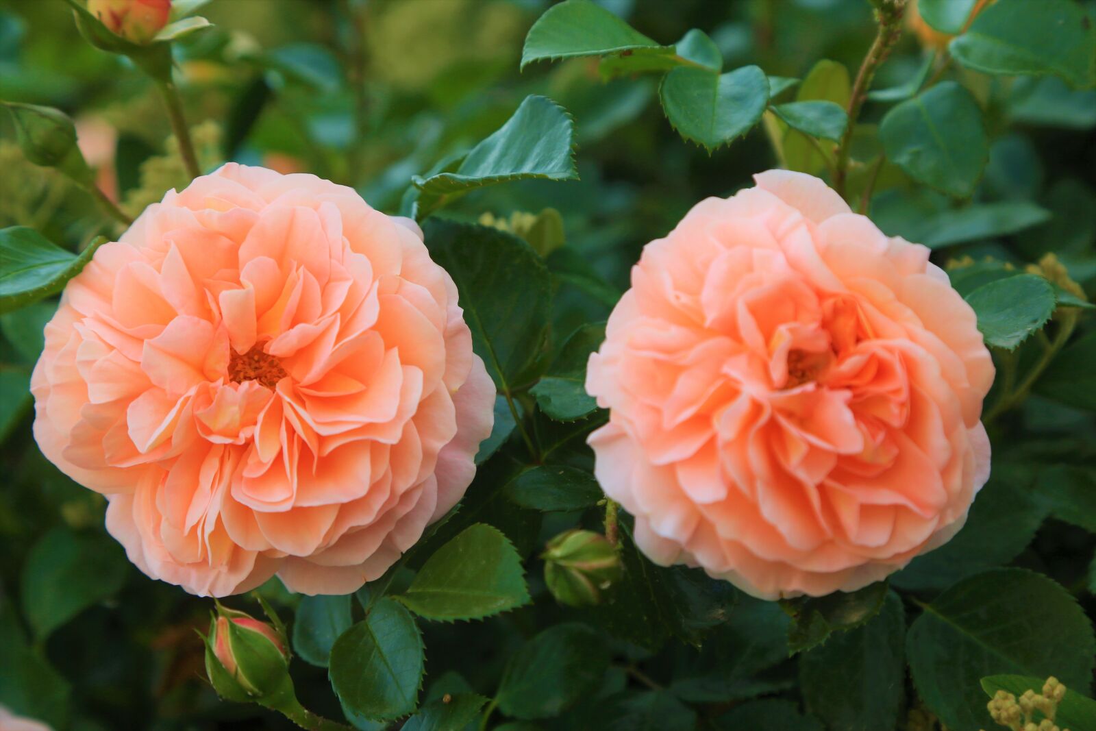 Canon EOS 5D Mark III sample photo. Rose, spring, nature photography