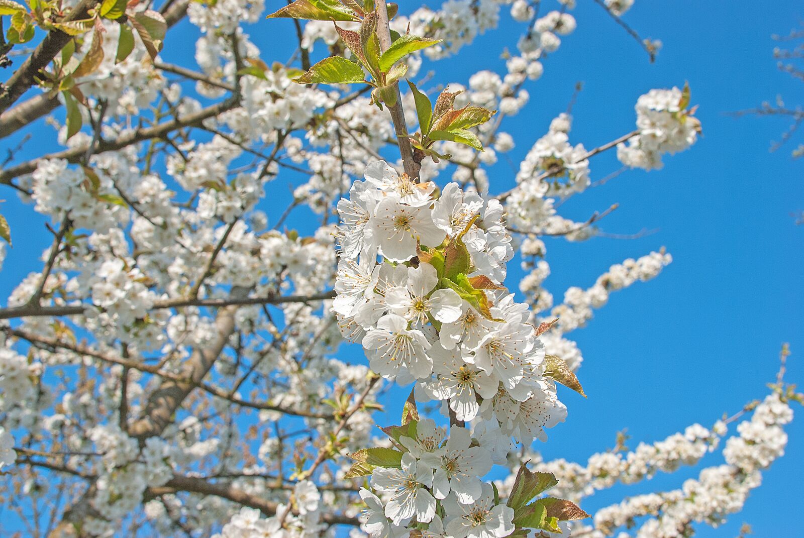 Nikon D80 sample photo. Flowers, cherry blossom, spring photography