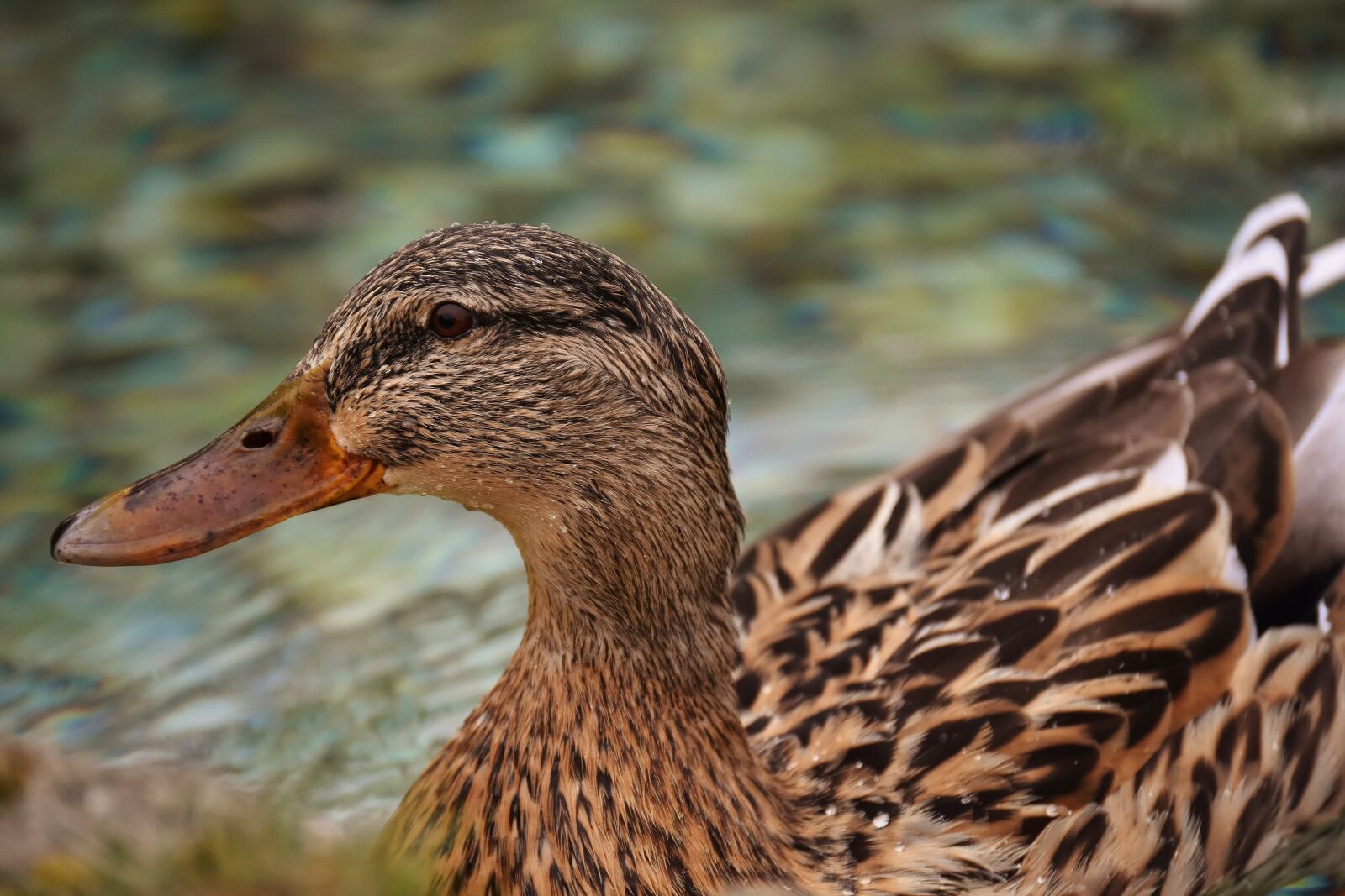 Nikon D7200 sample photo. Mallard, brown, animal world photography