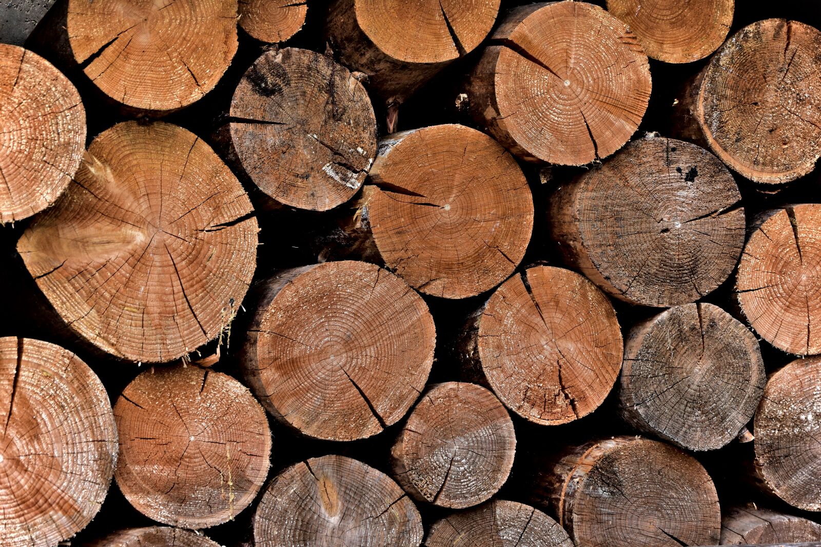 Nikon D5500 sample photo. Wood, tree, pile photography