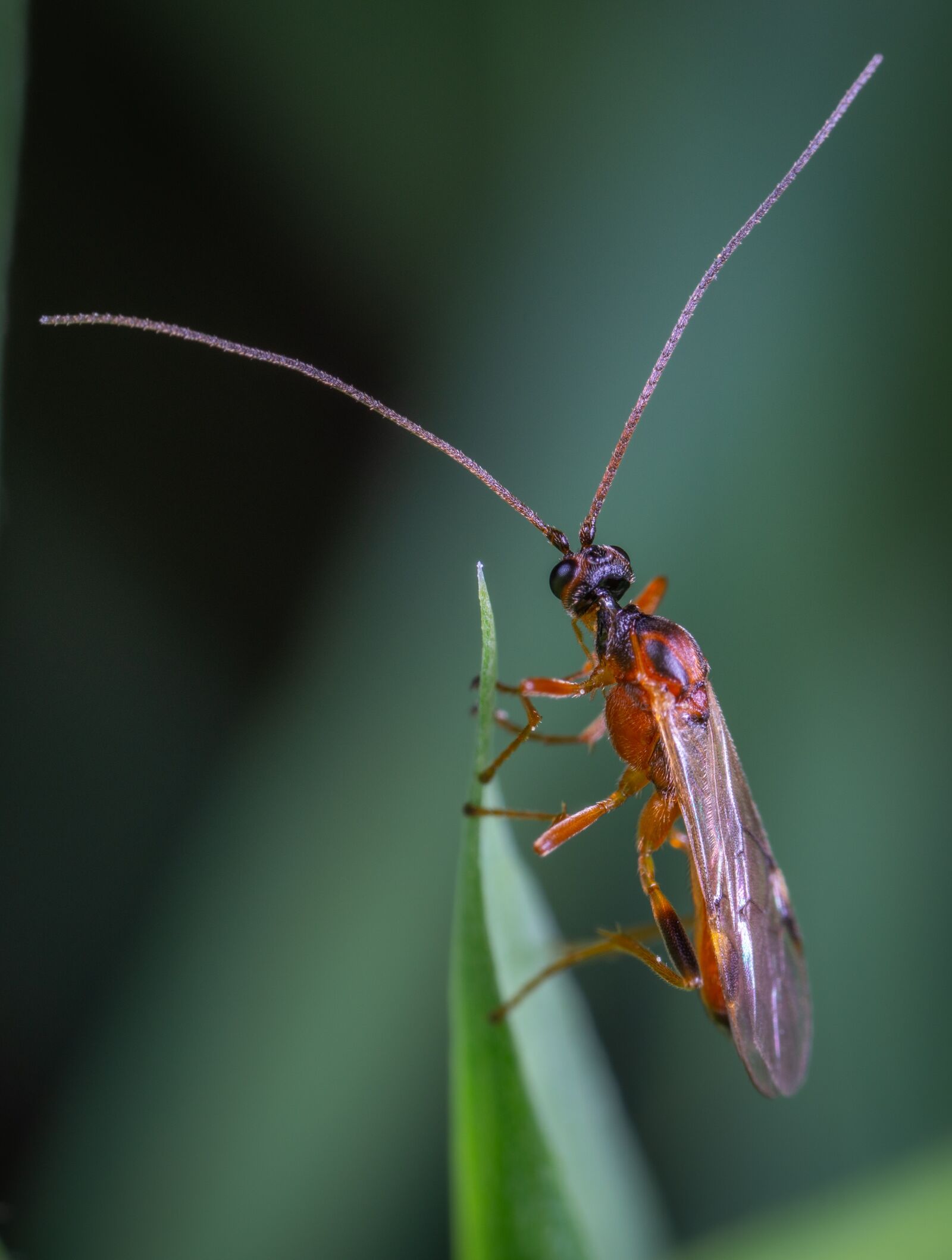 Sony a7R II sample photo. Insect, macro, sheet photography