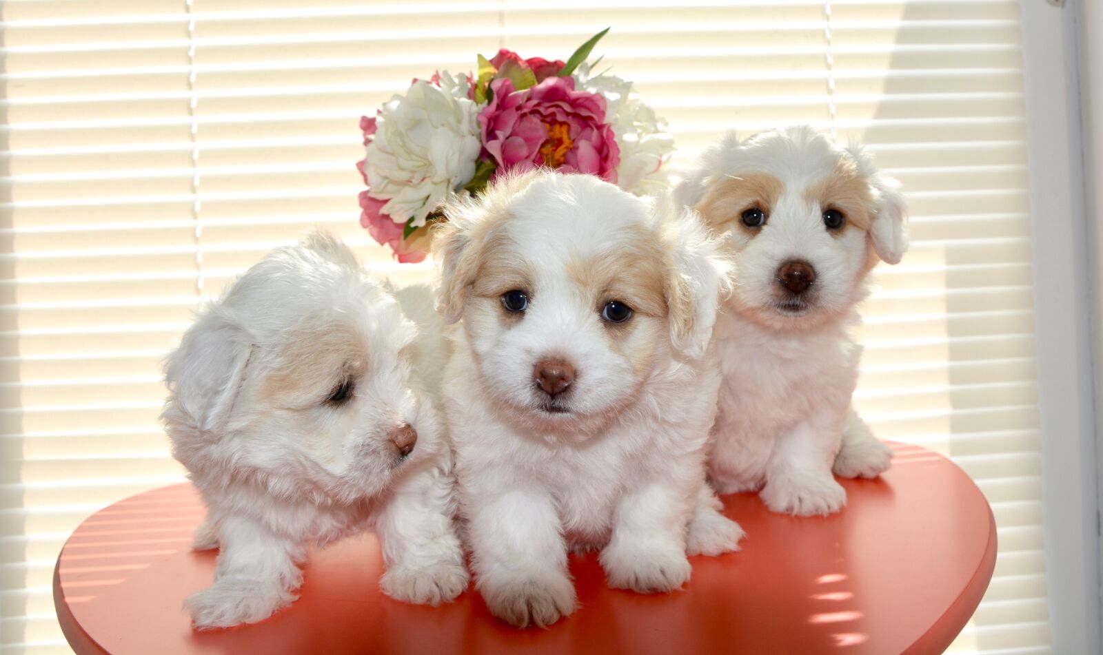 Nikon D5200 sample photo. Puppies, small dog, cotton photography
