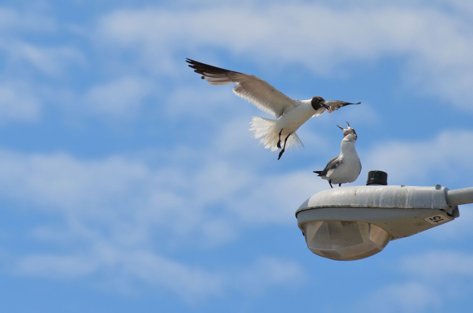 Nikon D5100 sample photo. Bird, sea, sea ​​bird photography