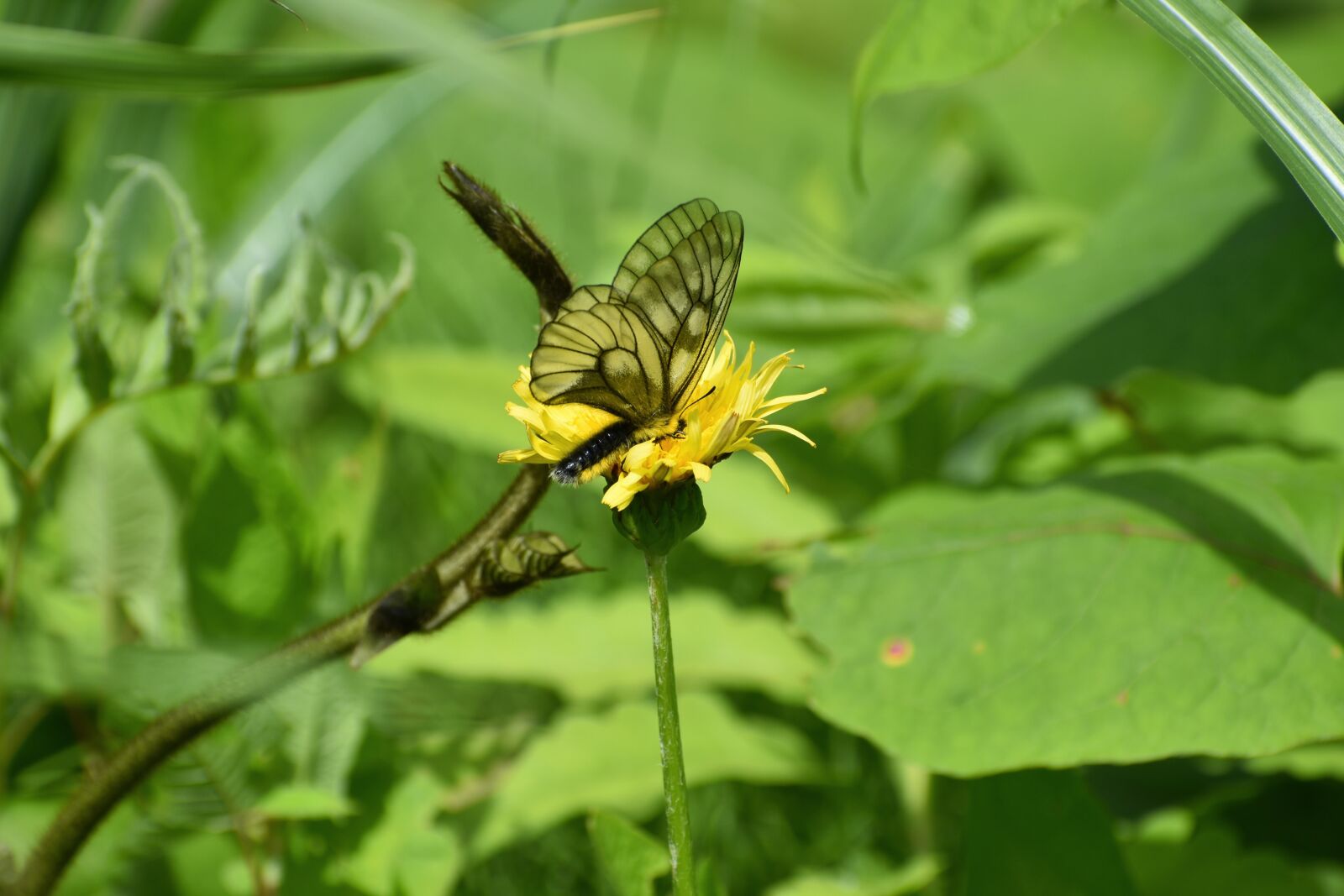 Nikon D7200 sample photo. Natural, landscape, plant photography
