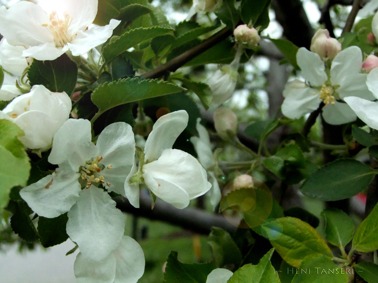 FujiFilm FinePix F70EXR (FinePix F75EXR) sample photo. Flowers photography