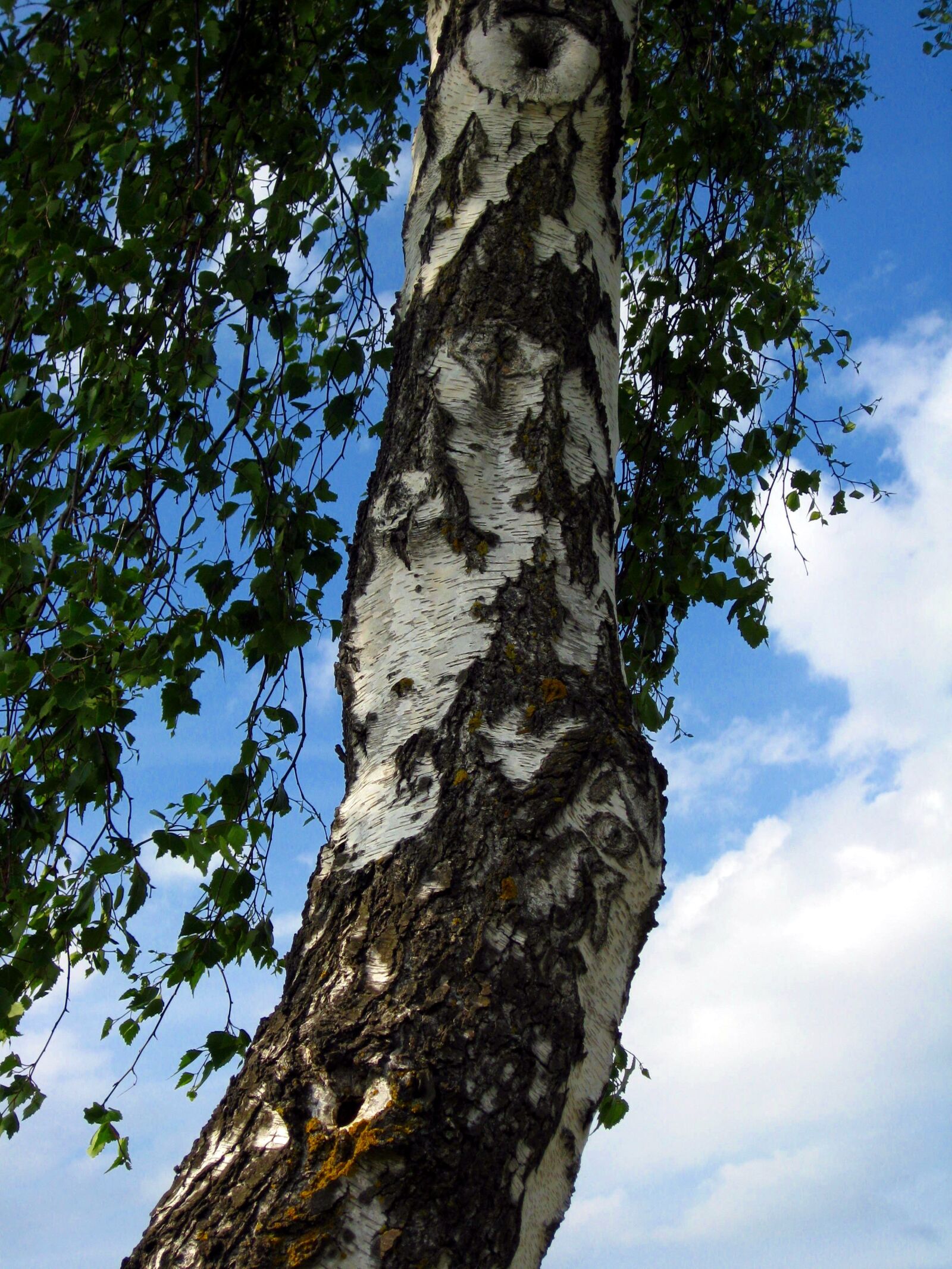 Canon DIGITAL IXUS 950 IS sample photo. Birch, tree, tribe photography