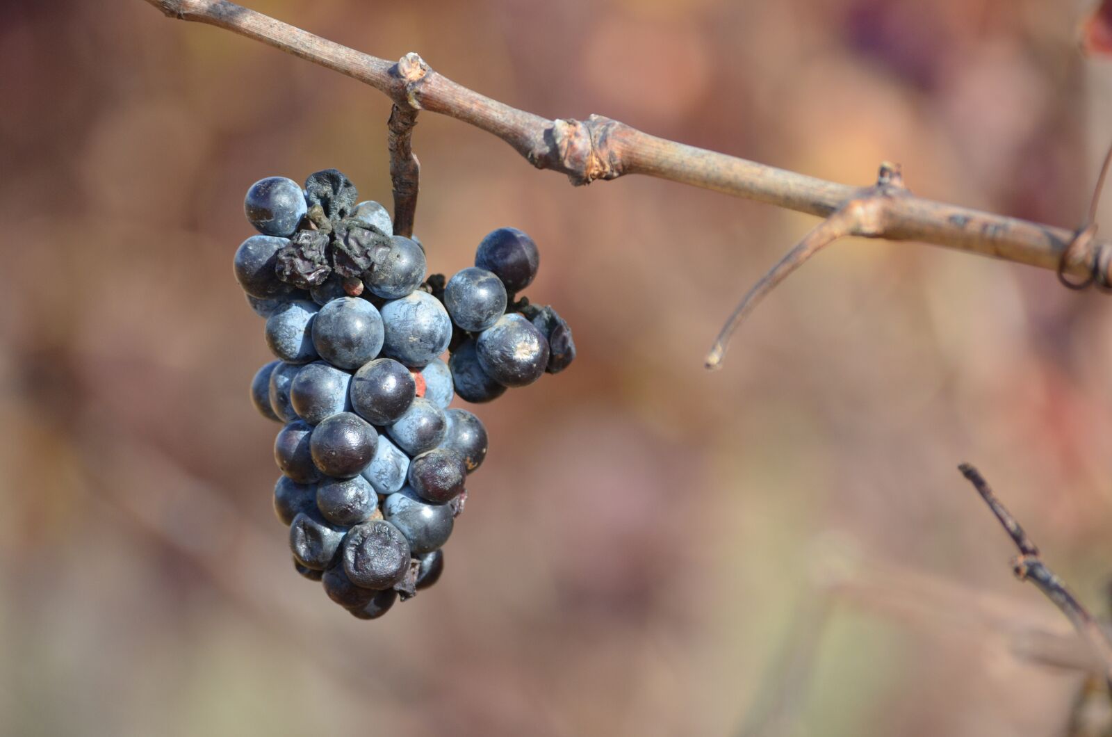 Nikon D5100 sample photo. Nature, fruit, outdoors photography