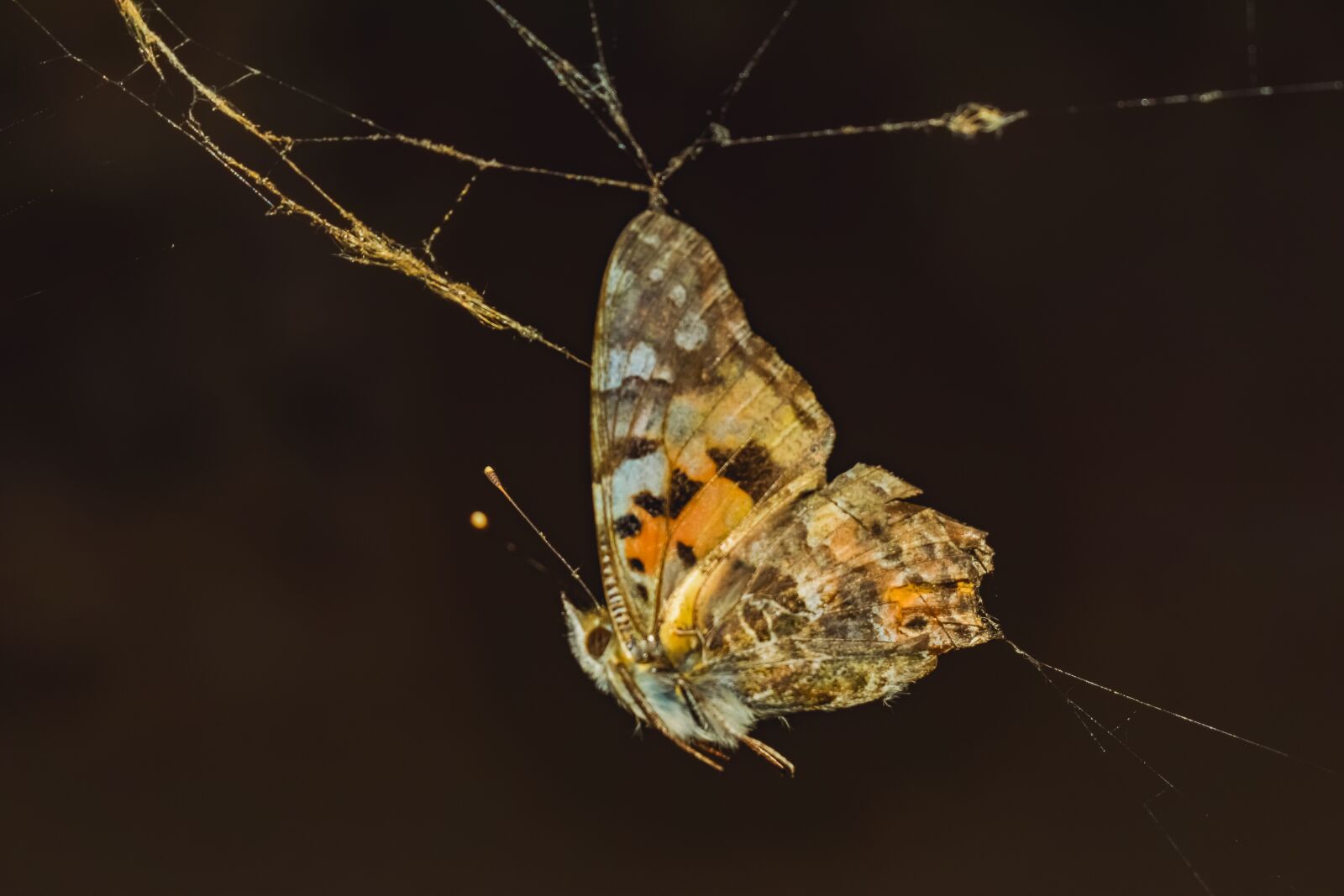Nikon D3300 sample photo. Butterfly, trapped, insect photography