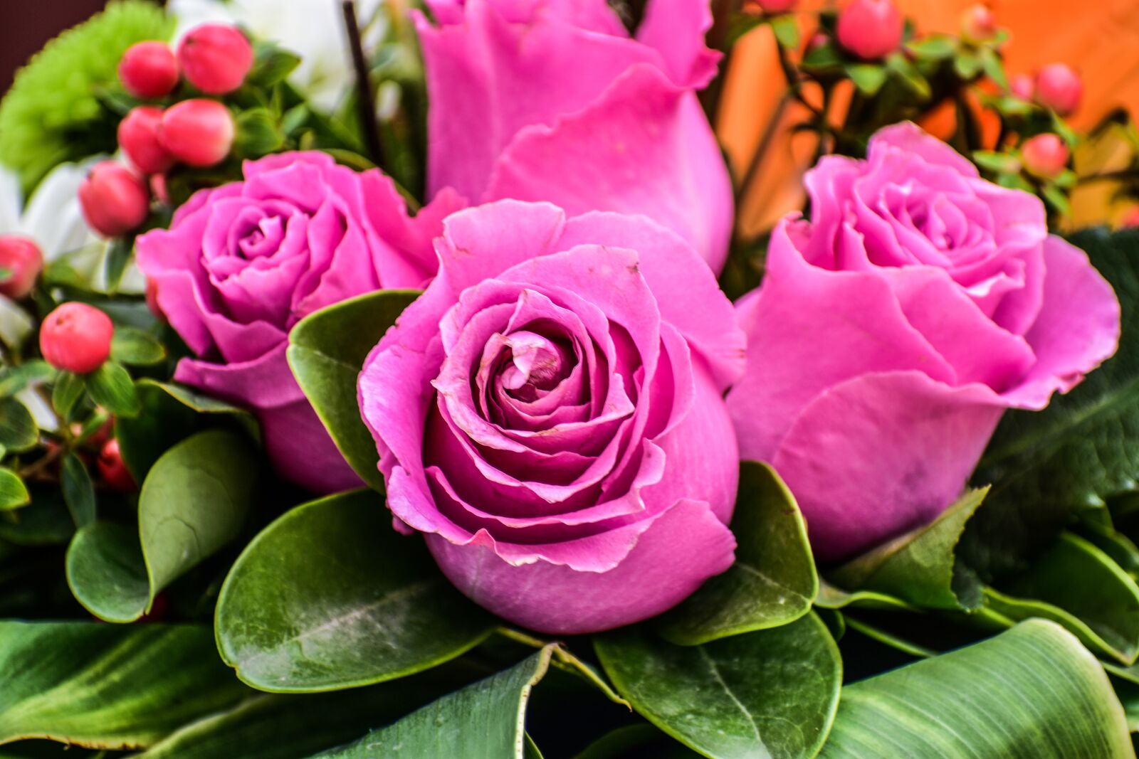 Nikon D3400 sample photo. Flowers, roses, summer photography