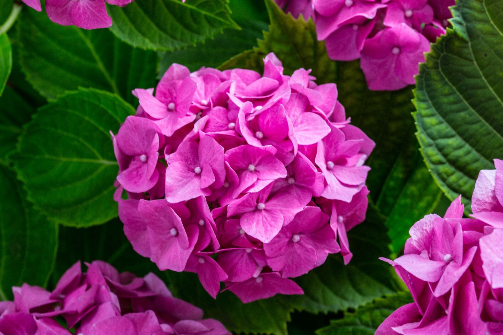 Canon EOS 70D sample photo. Hydrangea, blossom, bloom photography