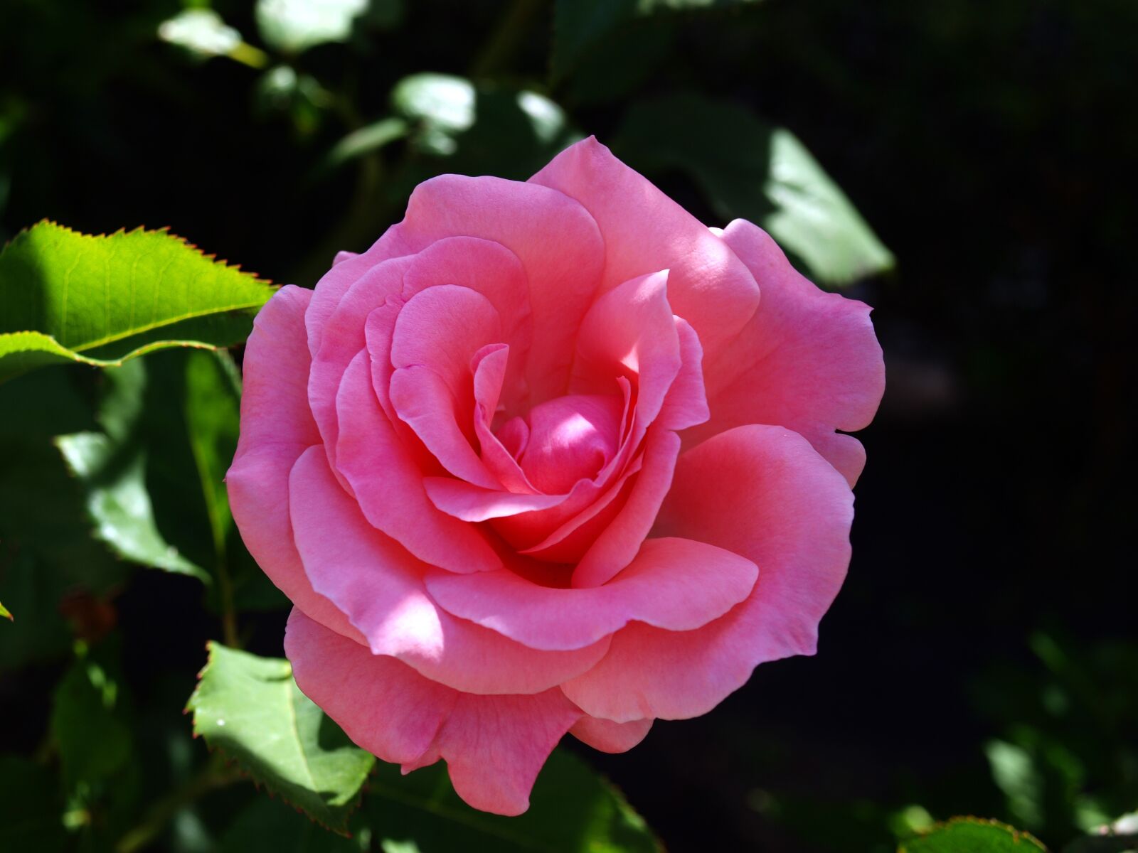 Olympus E-420 (EVOLT E-420) sample photo. Rosa, pink flower, flowers photography