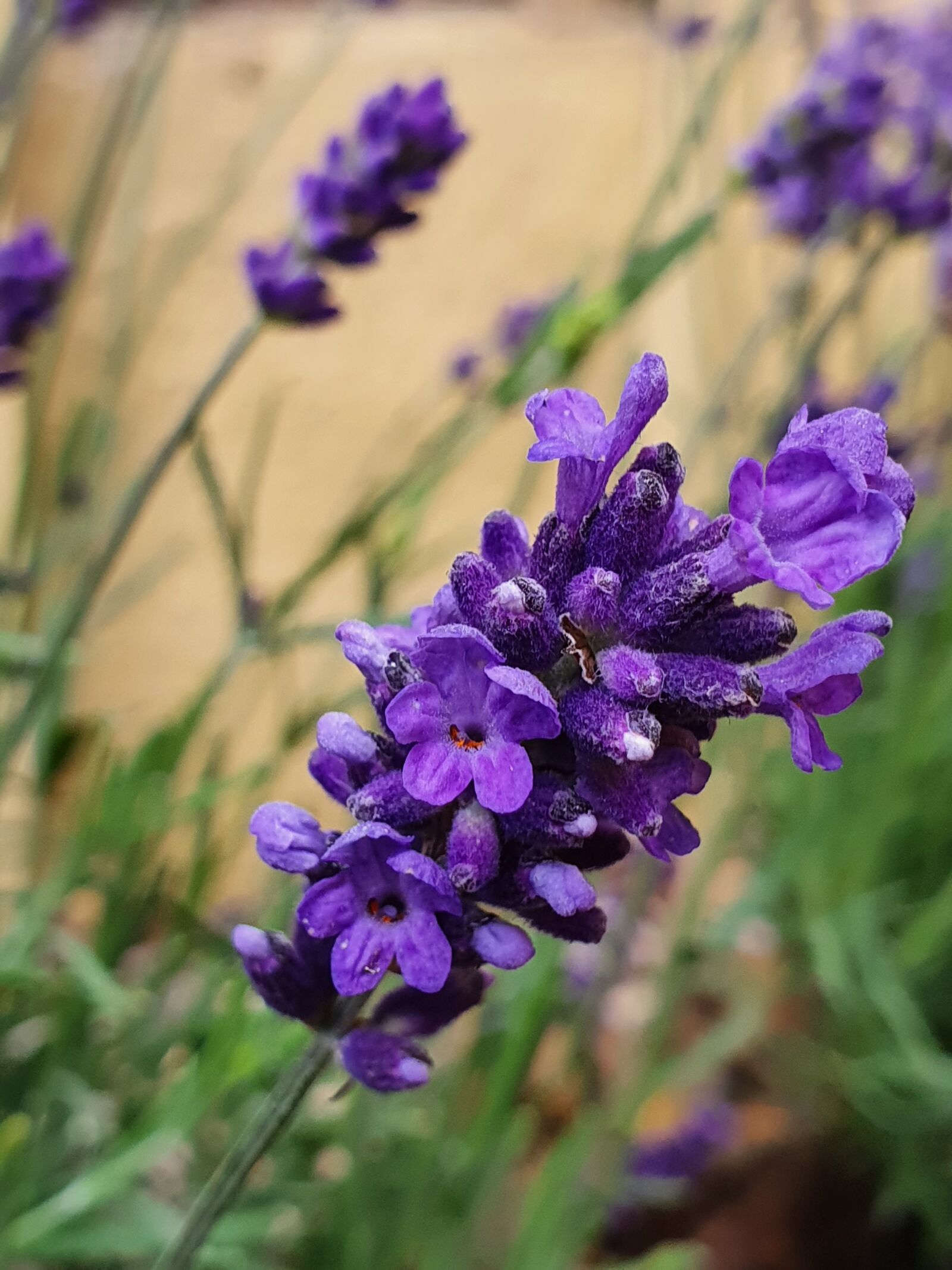 Samsung Galaxy S10 sample photo. Lavender, flower, purple photography