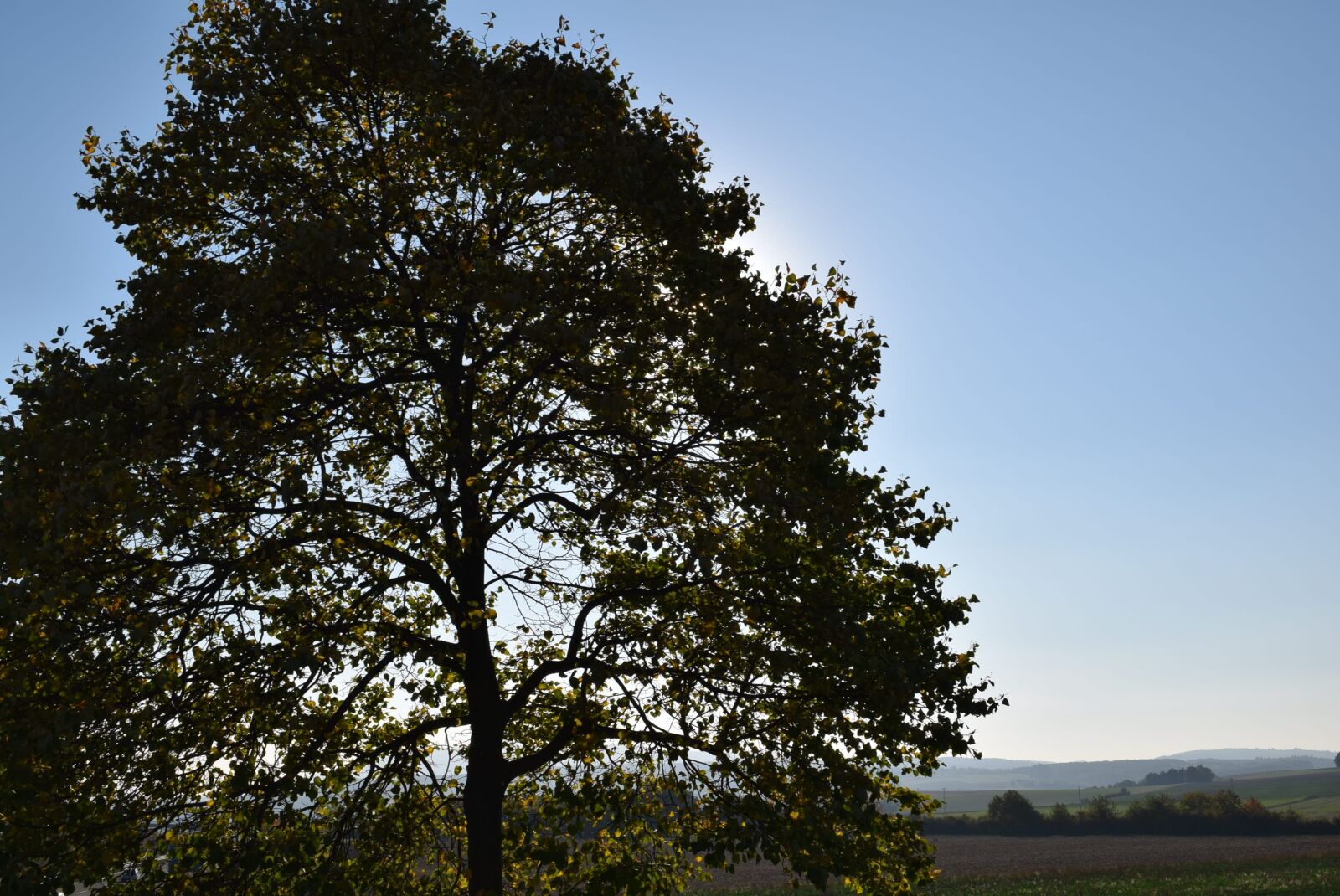 Nikon D5300 sample photo. Tree, nature, sky photography