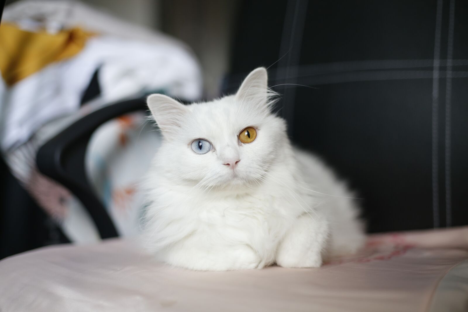 Canon EF 50mm F1.4 USM sample photo. Pet, cats, baby photography