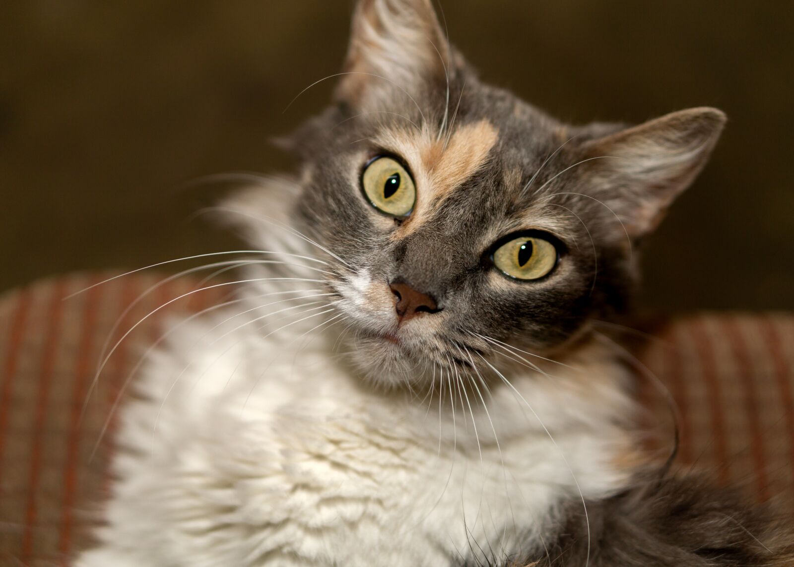 E 50mm F1.8 OSS sample photo. Cat, animal, cute photography