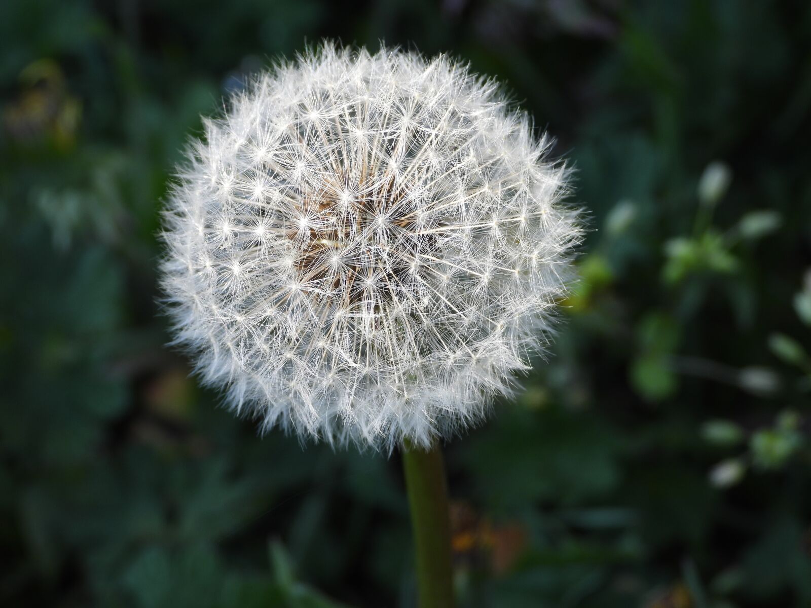 Nikon Coolpix P1000 sample photo. Sonchus oleraceus, dandelion, plant photography