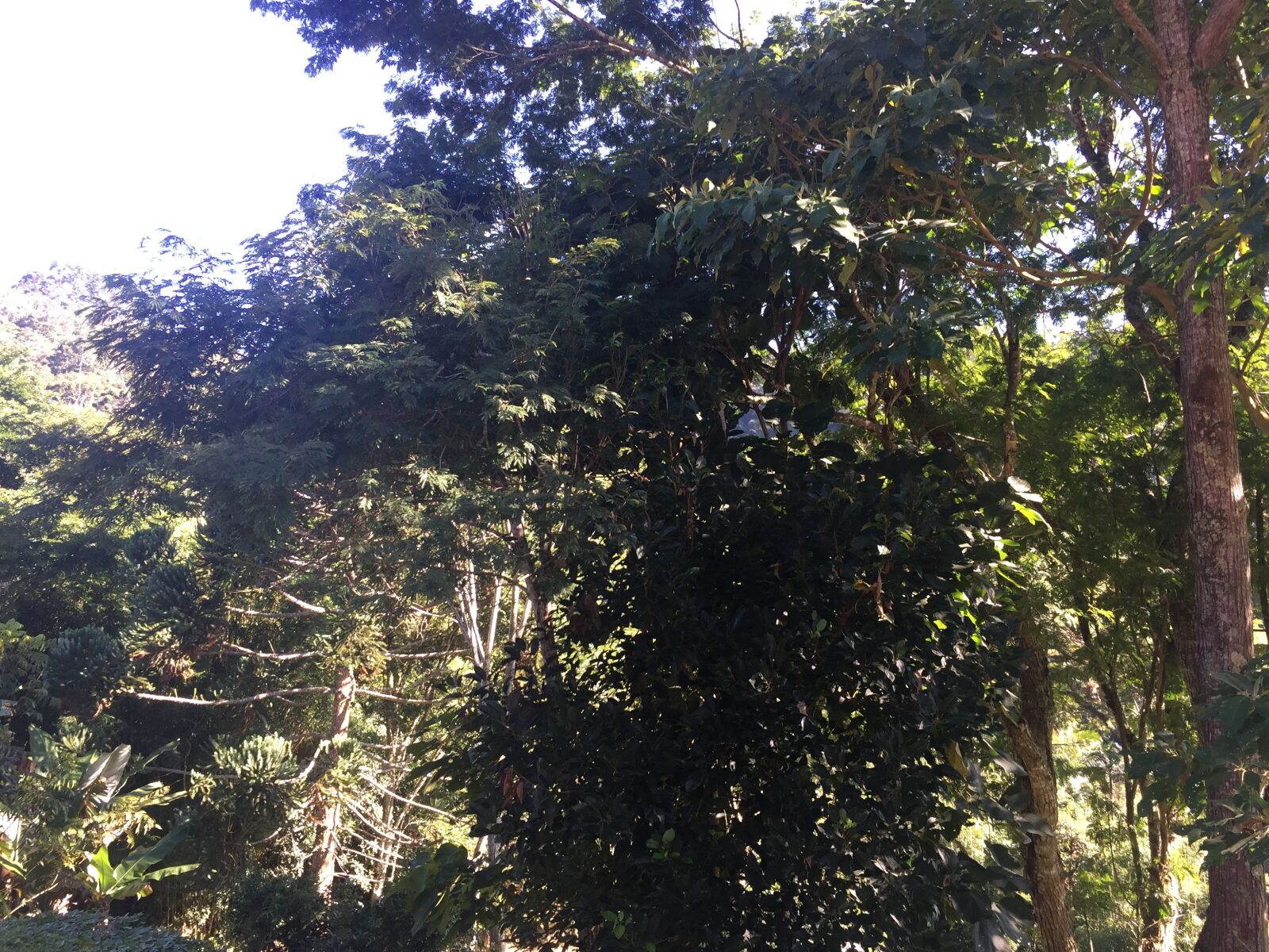 iPhone 6 back camera 4.15mm f/2.2 sample photo. Horizont, trees, outdoor photography