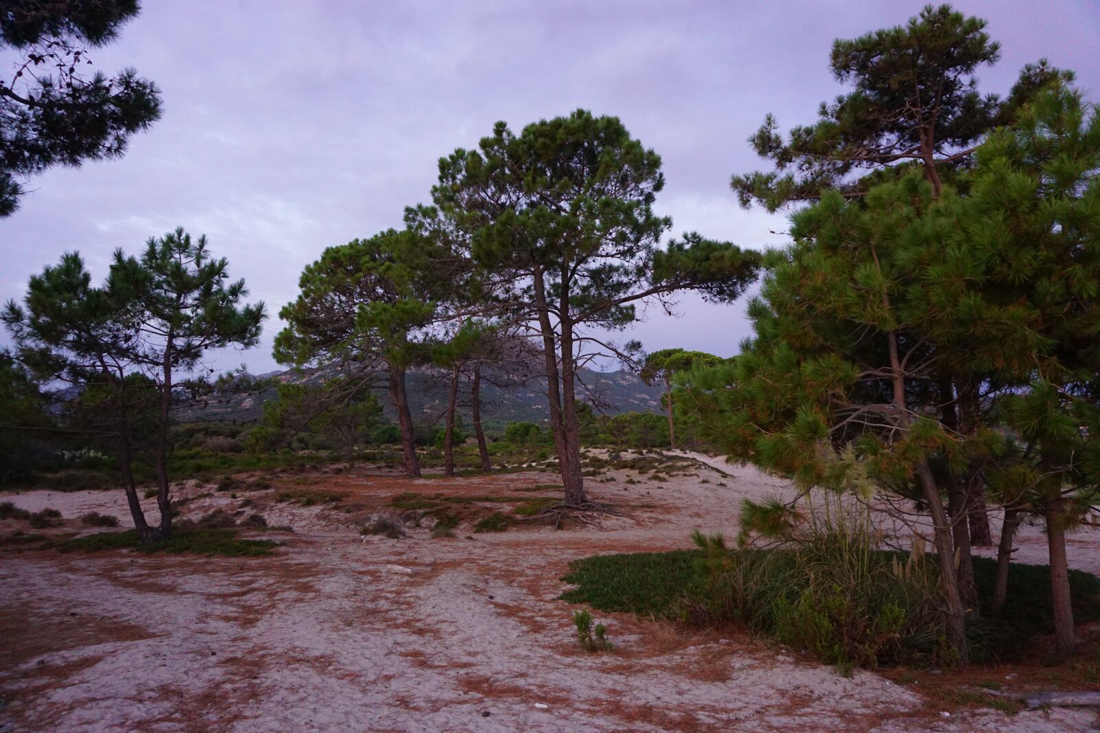 Sony a6000 sample photo. Tree, nature, landscape photography