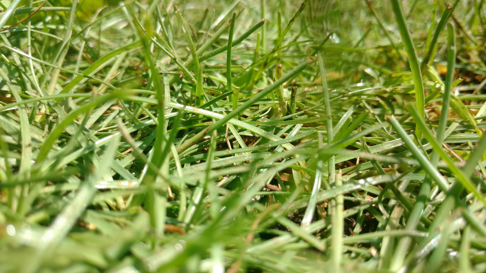 Motorola Moto X Play sample photo. Grass, green, sun light photography