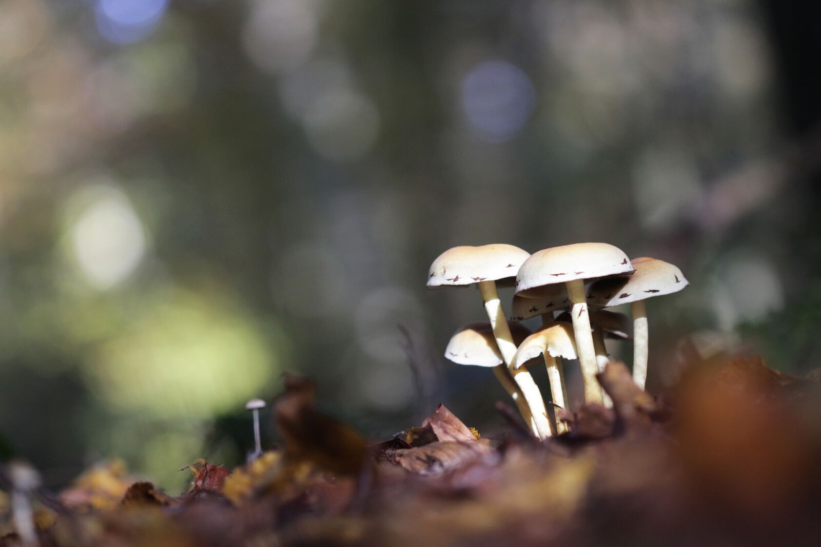 Canon EOS 700D (EOS Rebel T5i / EOS Kiss X7i) + Canon EF 100mm F2.8 Macro USM sample photo. Mushrooms, forest, nature photography