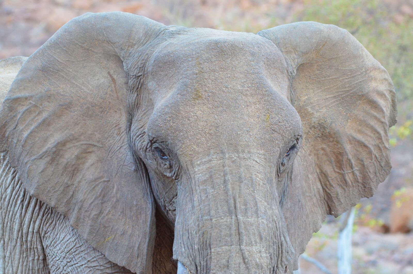 Nikon D5100 sample photo. Elephant, namibia, nature photography