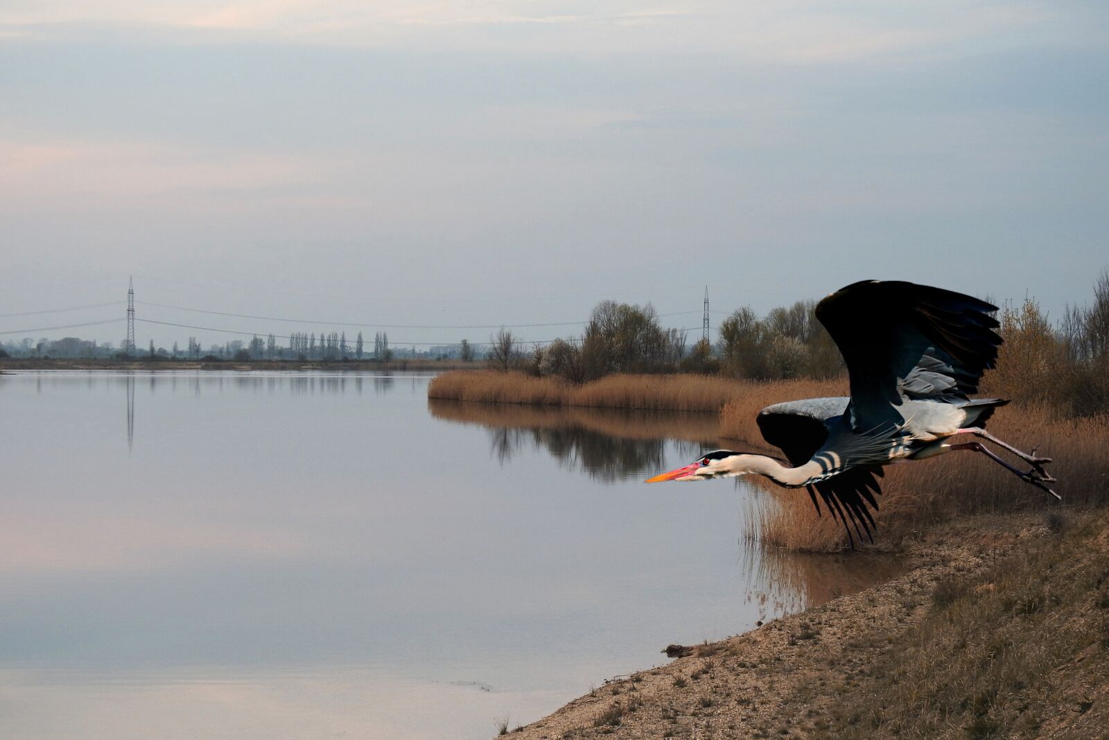 Nikon Coolpix P900 sample photo. Heron, grey heron, flying photography