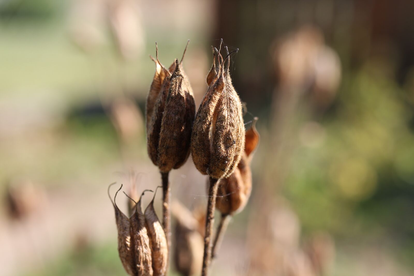 Canon EOS 550D (EOS Rebel T2i / EOS Kiss X4) sample photo. Seeds, columbine, summer photography