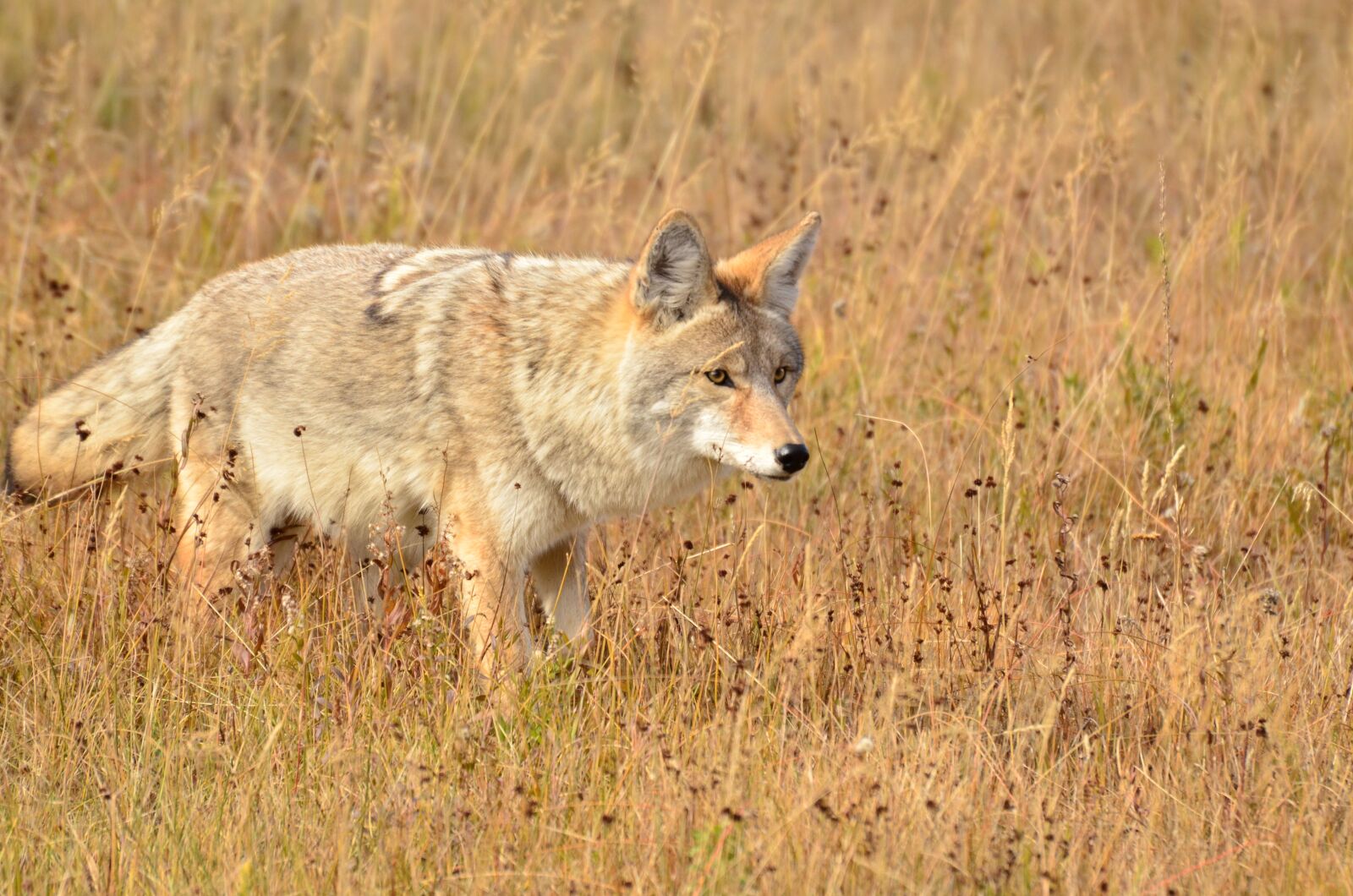 Nikon D7000 sample photo. Coyotte, animal, outdoors photography