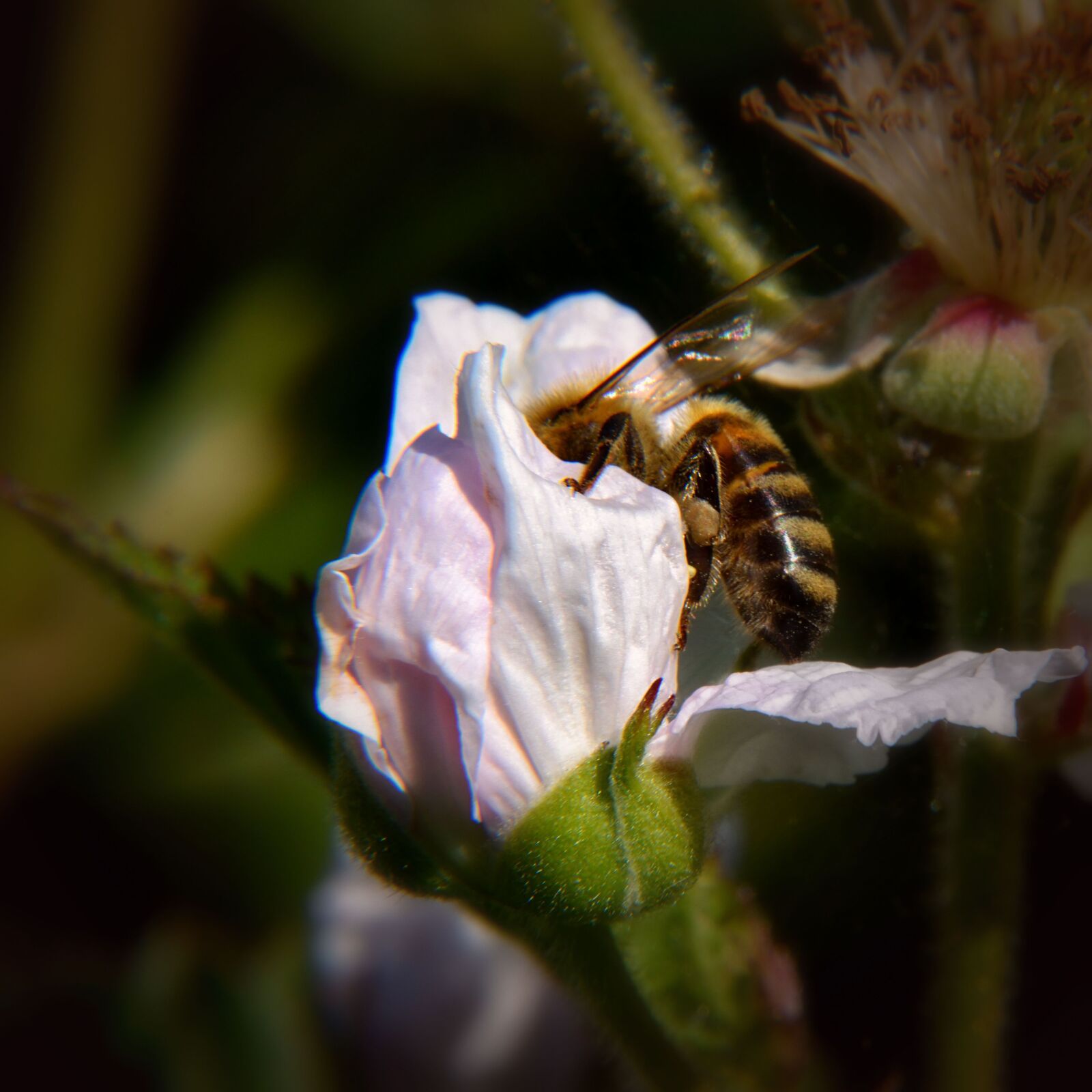 Nikon D5500 sample photo. Bee, blossom, bloom photography