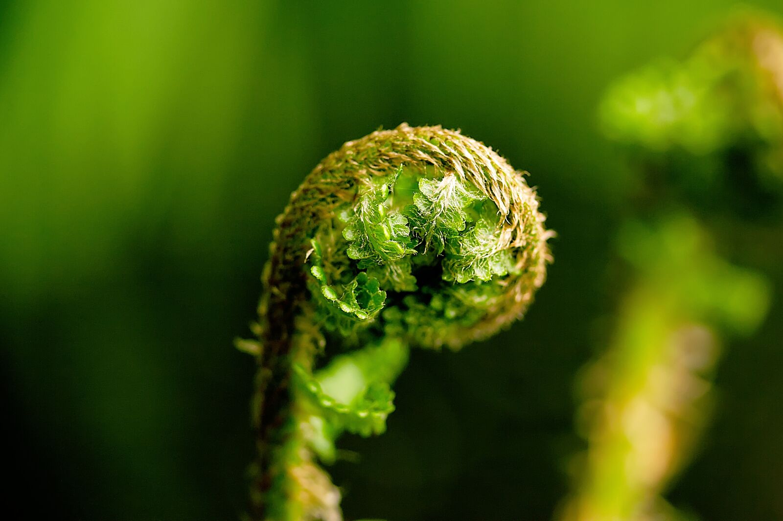 Canon EOS 60D + Canon EF-S 60mm F2.8 Macro USM sample photo. Fern, nature, green photography
