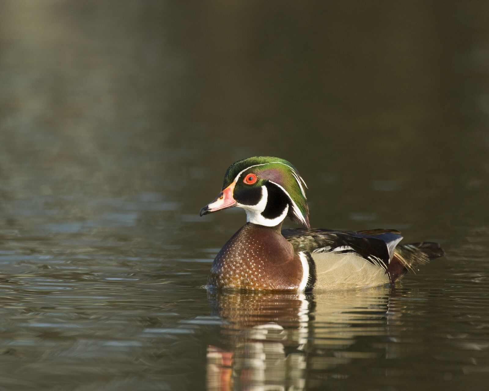 Nikon D200 sample photo. Male, wood duck, duck photography