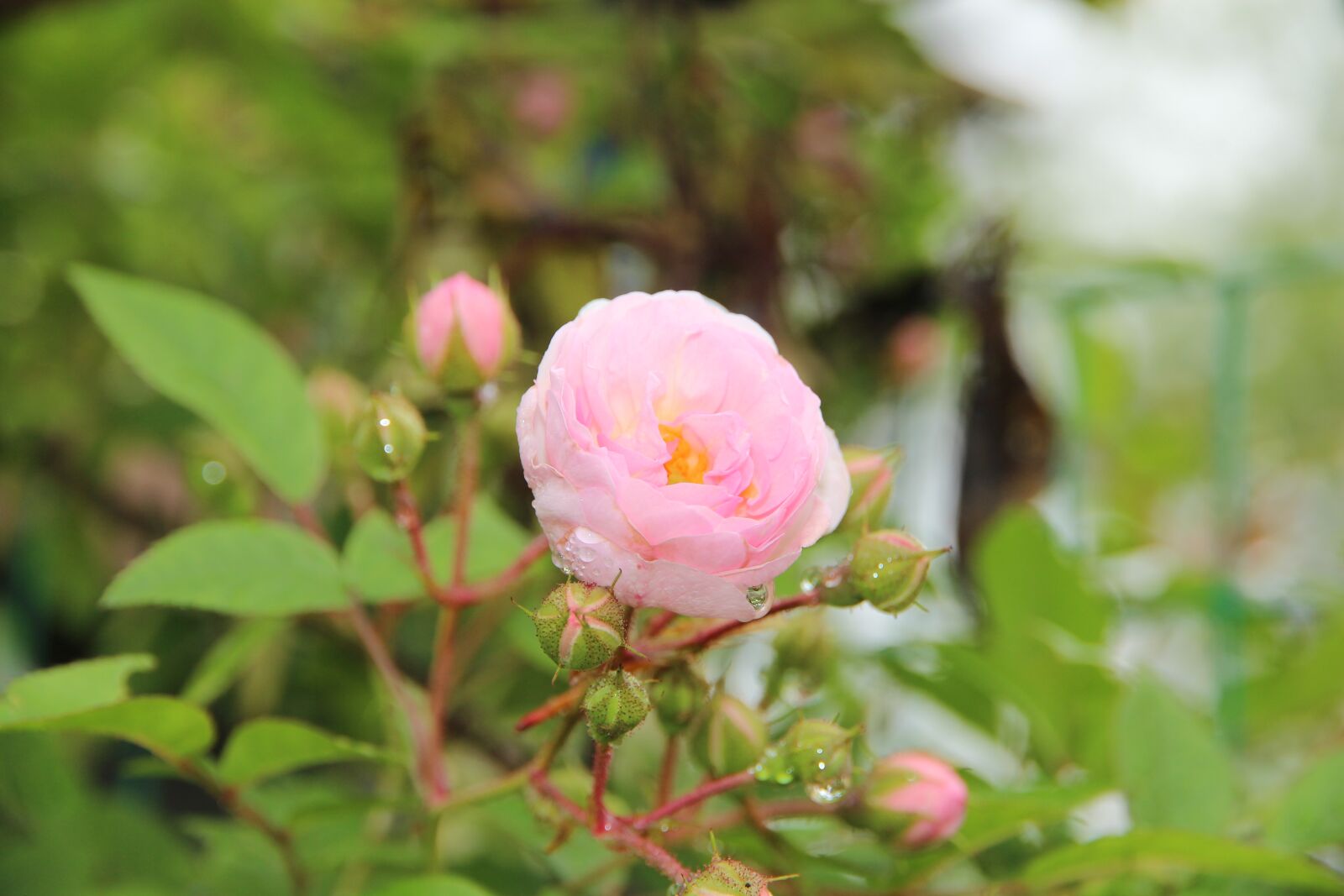 Canon EF-S 15-85mm F3.5-5.6 IS USM sample photo. Rose, flower, nature photography