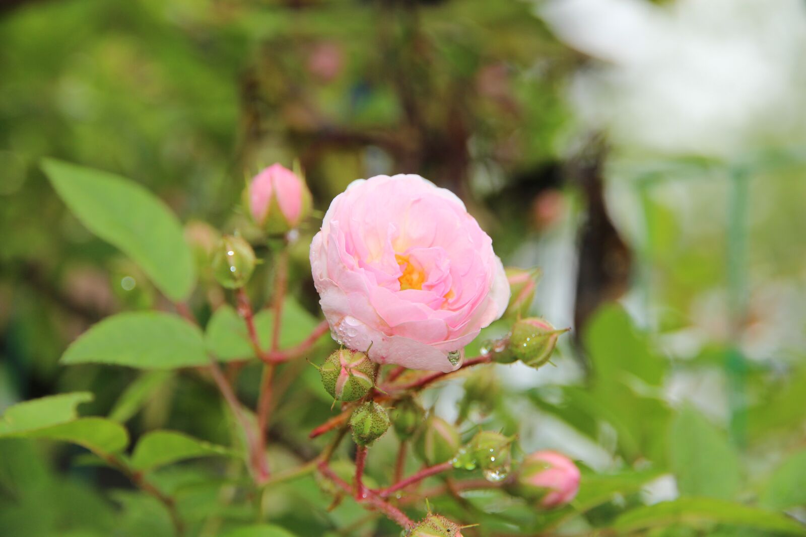 Canon EOS 650D (EOS Rebel T4i / EOS Kiss X6i) sample photo. Rose, flower, nature photography