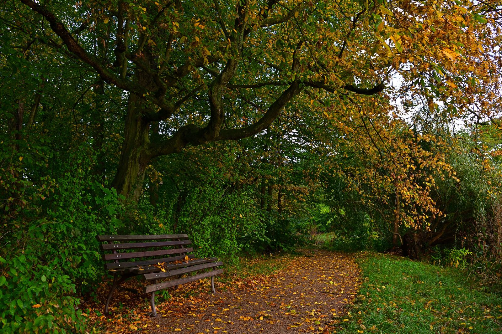 Nikon D5200 sample photo. Autumn, park, bank photography