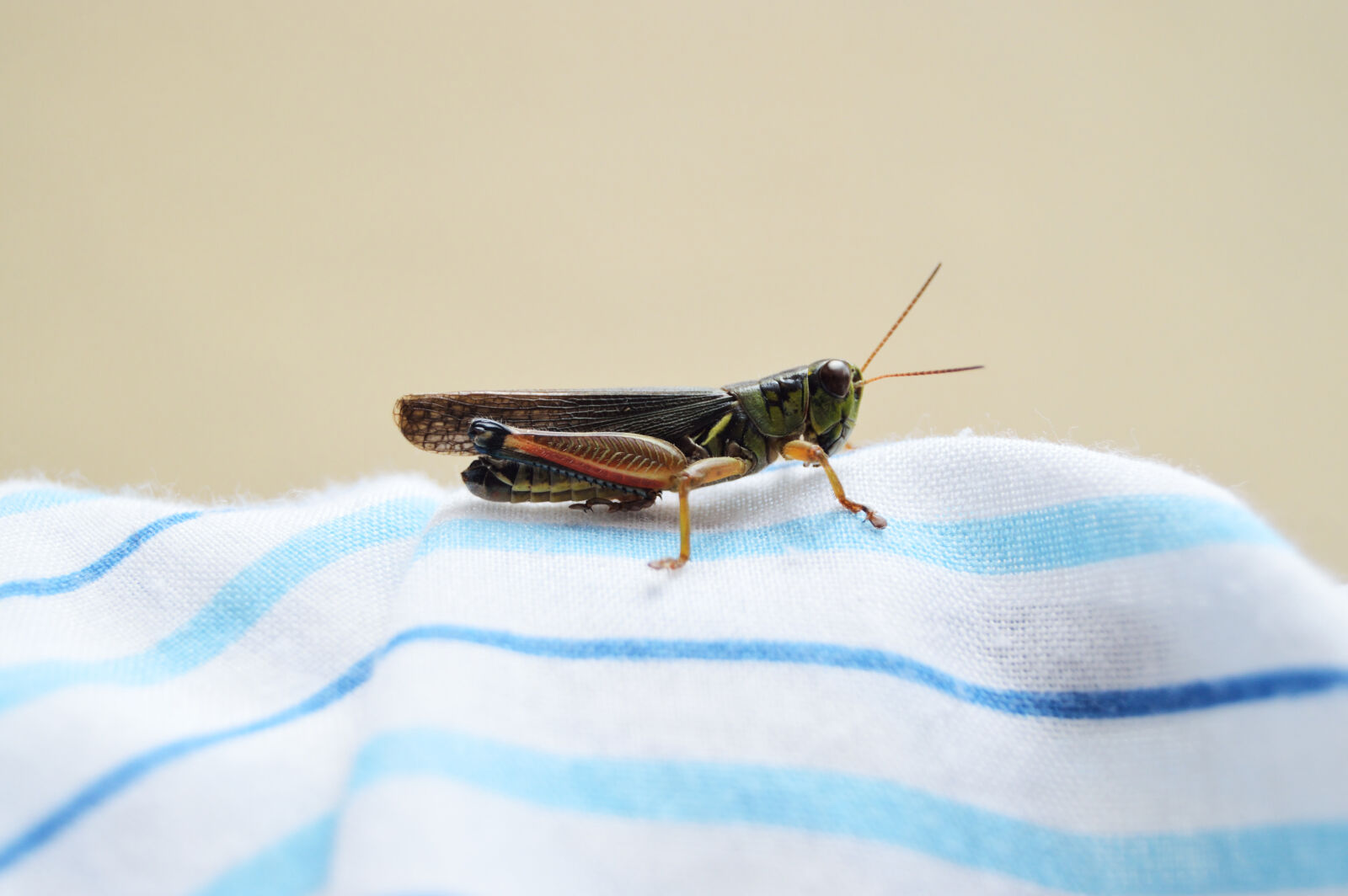 Nikon D3200 sample photo. Antenna, blur, close, up photography