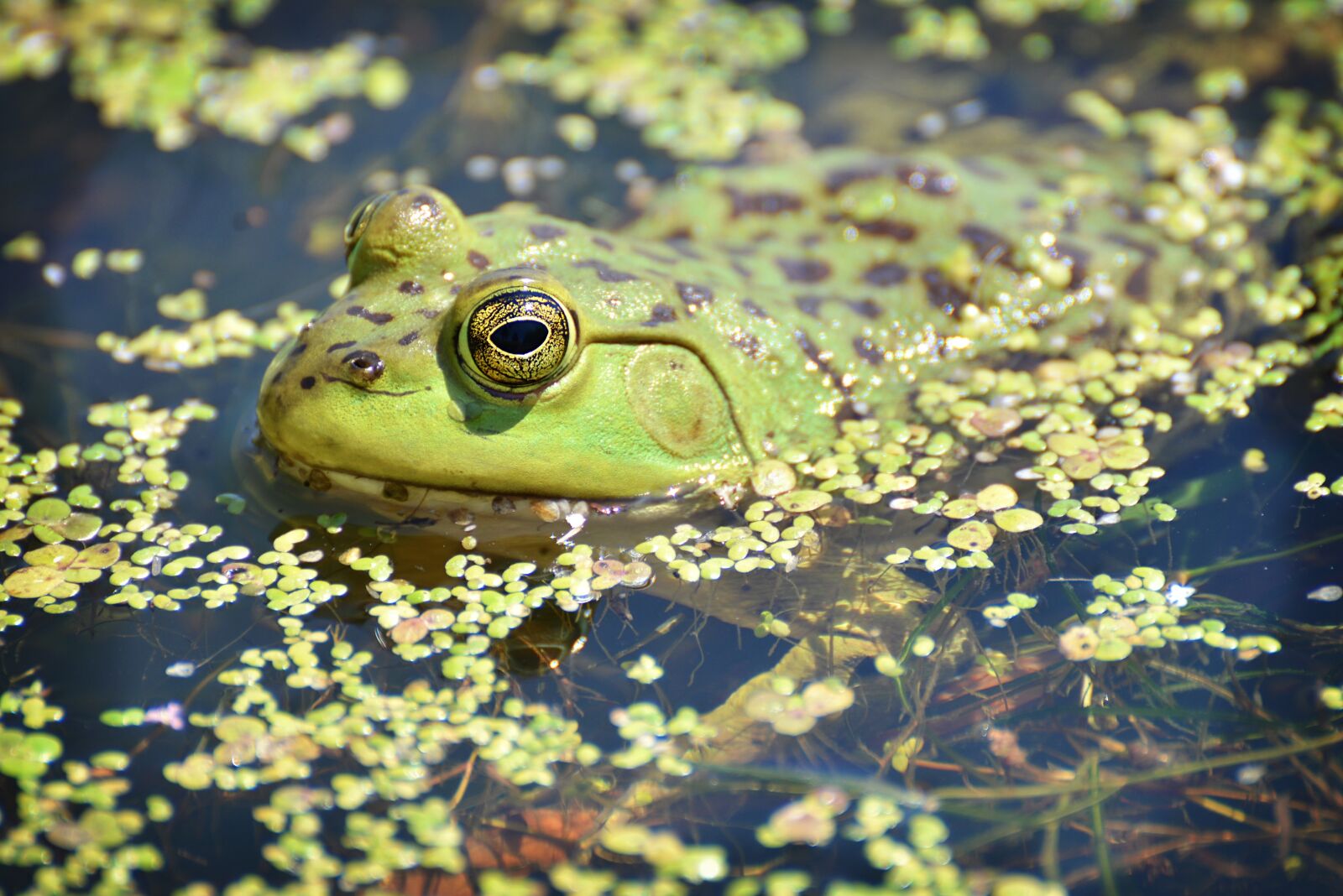 Nikon D600 sample photo. Nature, water, pool photography