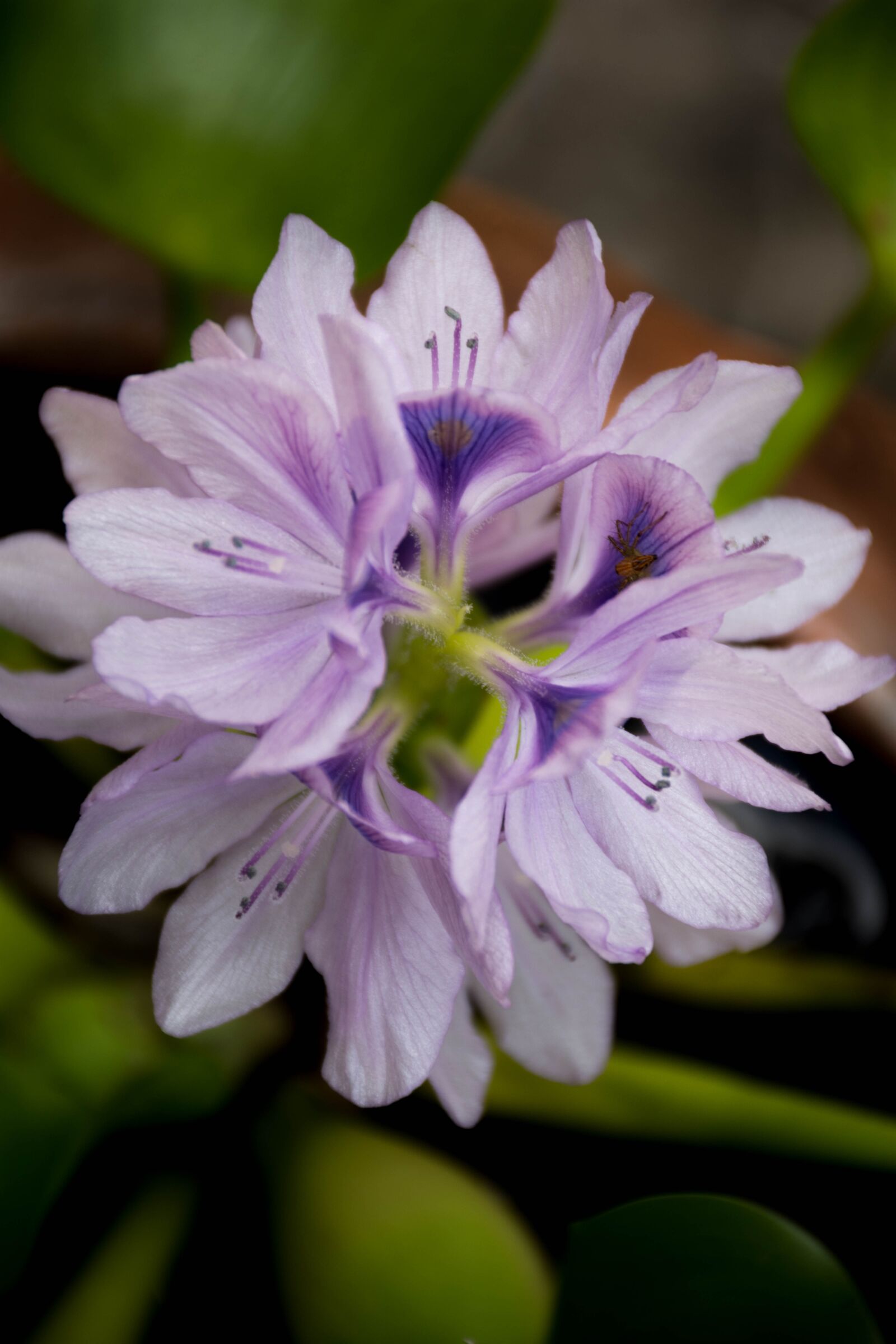 Nikon D7200 sample photo. Orchid, purple, nature photography