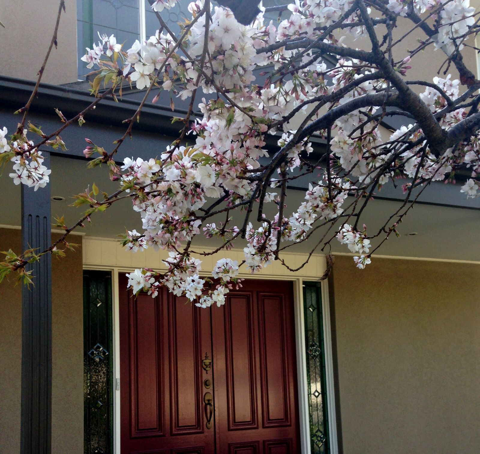 iPhone 5c back camera 4.12mm f/2.4 sample photo. Blossom, branches, building, house photography