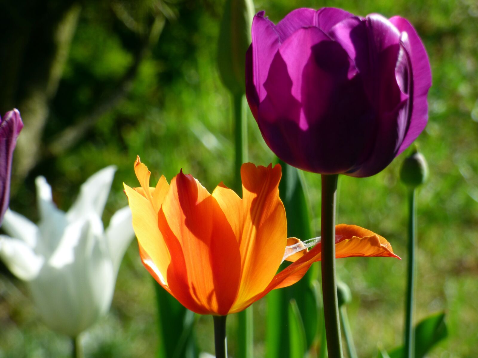 Panasonic DMC-FZ72 sample photo. Orange, violet, tulip photography