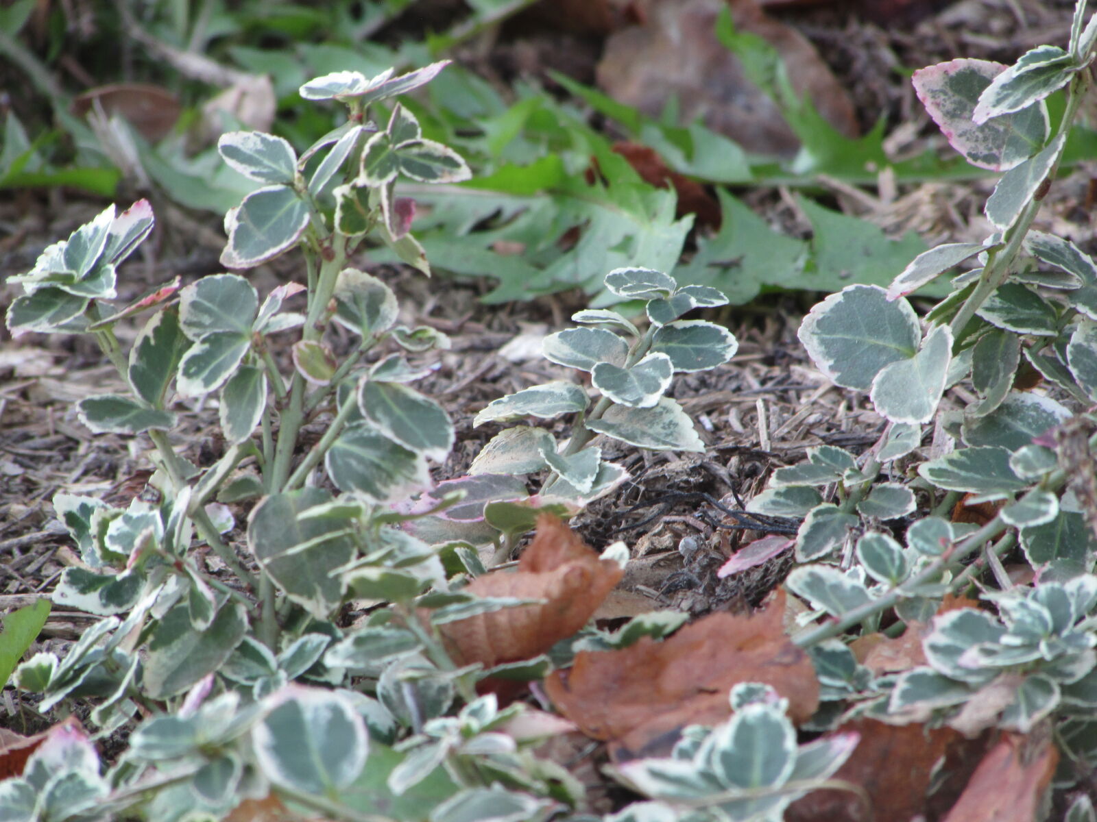 Canon PowerShot SX500 IS sample photo