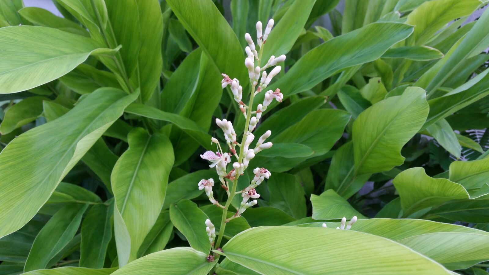 Samsung Galaxy S5 sample photo. Flower, flowers, flowers thailand photography