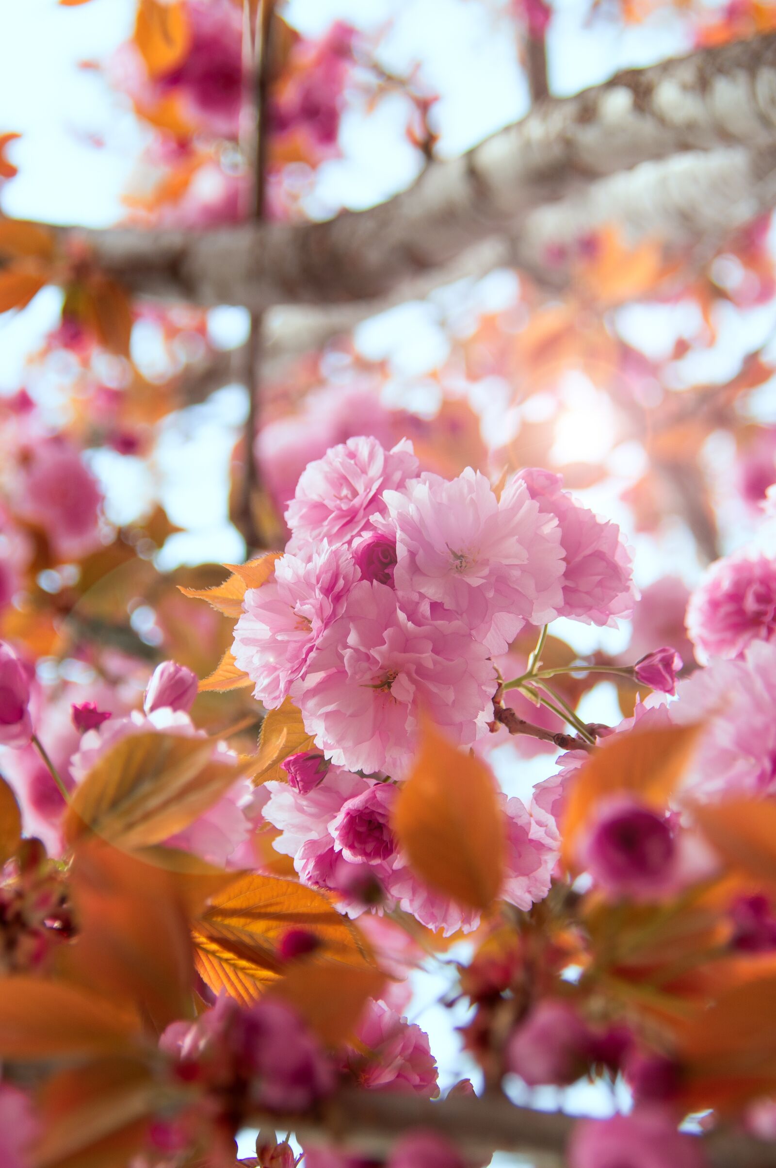 Nikon D3200 sample photo. Pink, japan cherry, flower photography