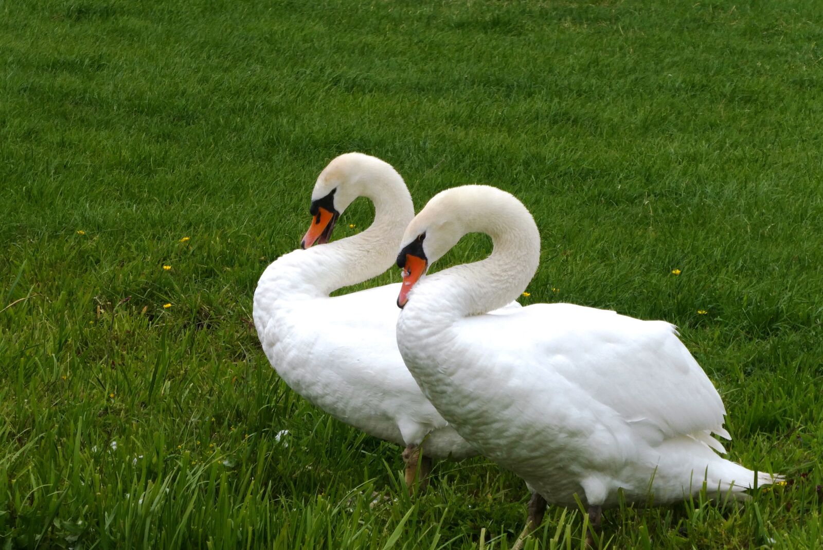 Panasonic Lumix DC-ZS70 (Lumix DC-TZ90) sample photo. Swans, swan, nature photography
