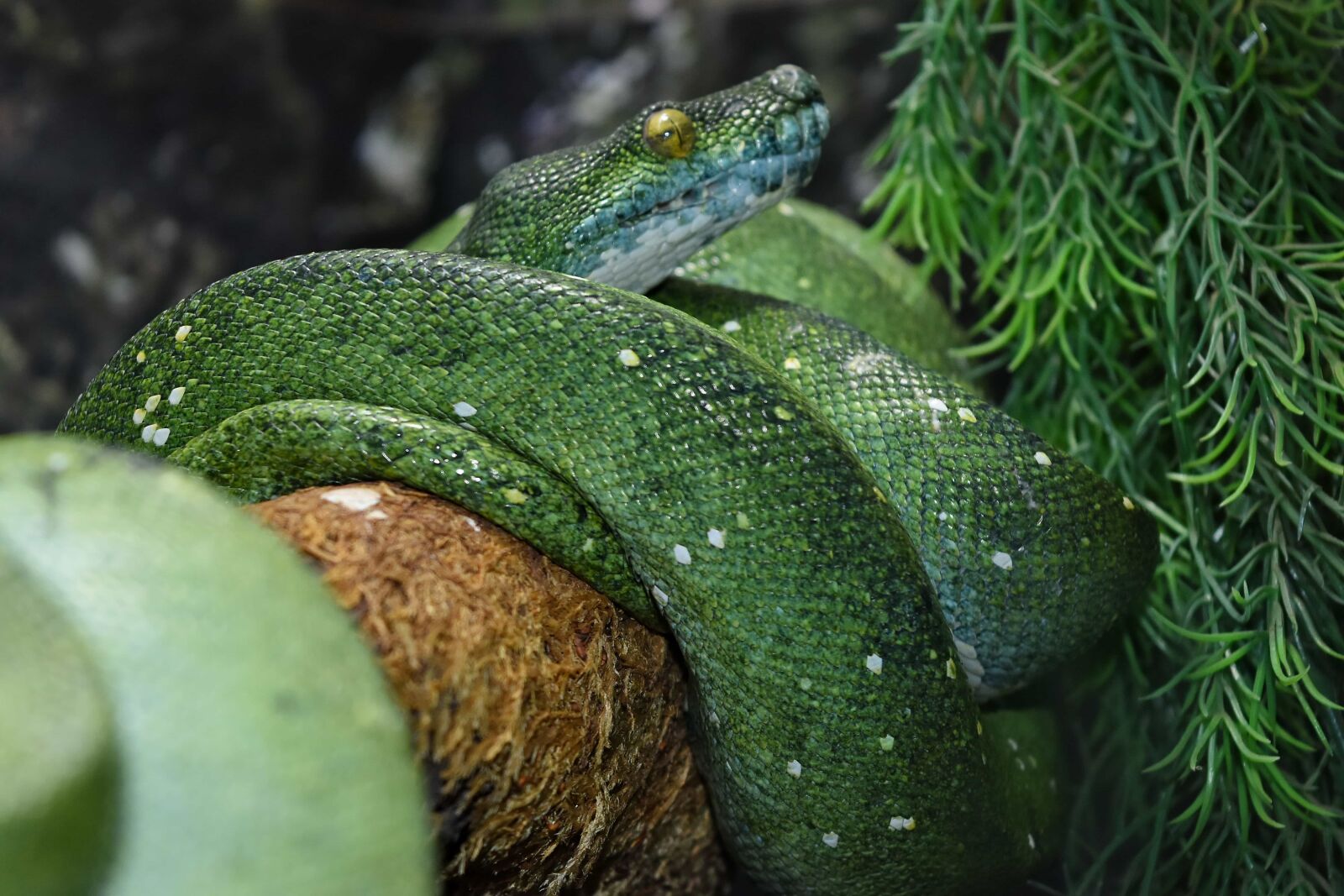 Nikon D5500 sample photo. Camouflage, exotic, green snake photography