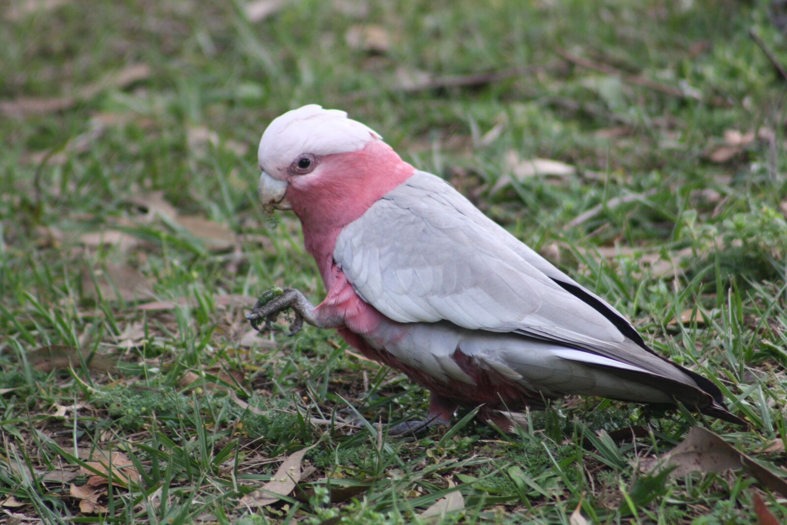 Canon EOS 1000D (EOS Digital Rebel XS / EOS Kiss F) sample photo. Galah, bird, australian photography