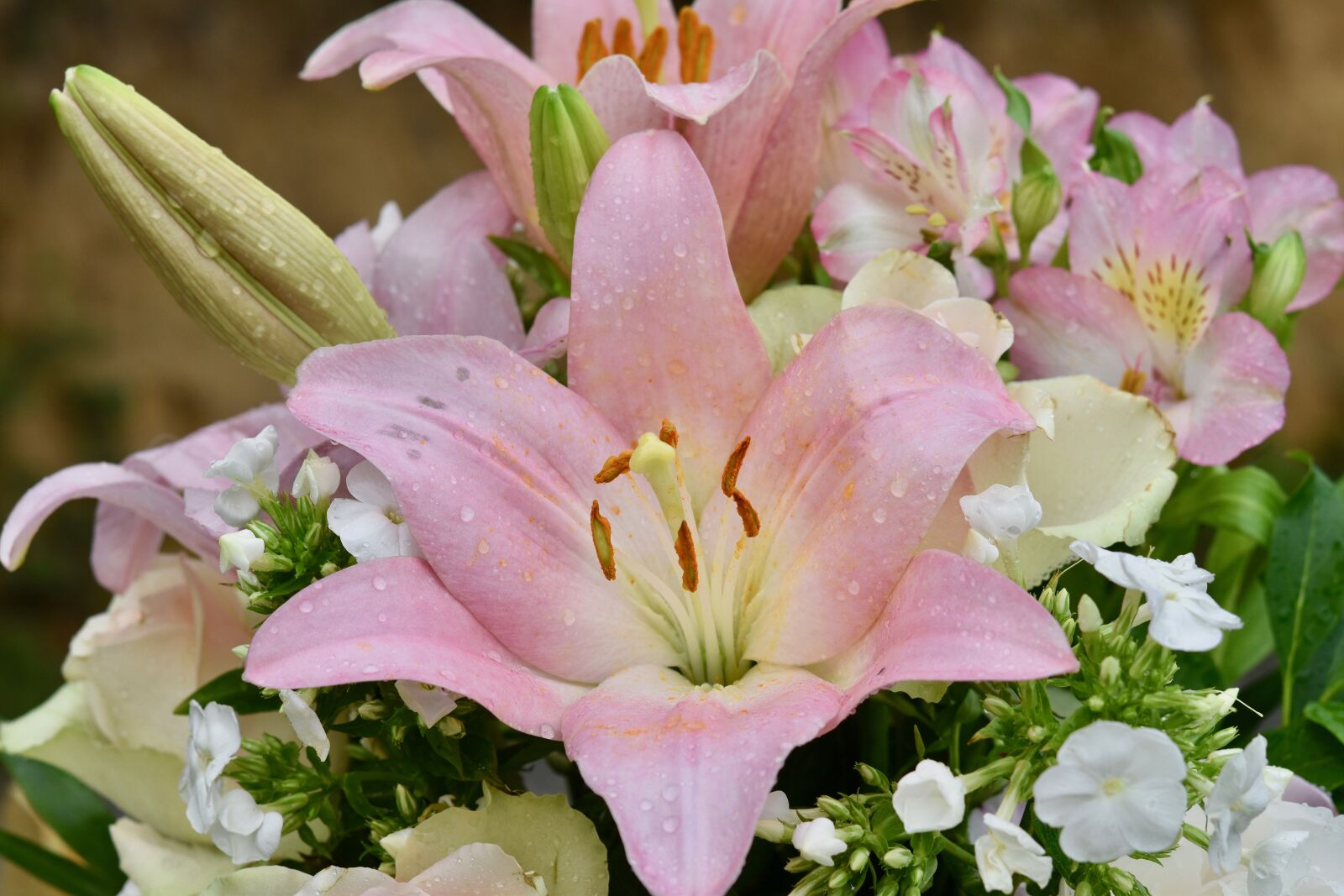Nikon D5600 sample photo. Flower, fleur de lis photography