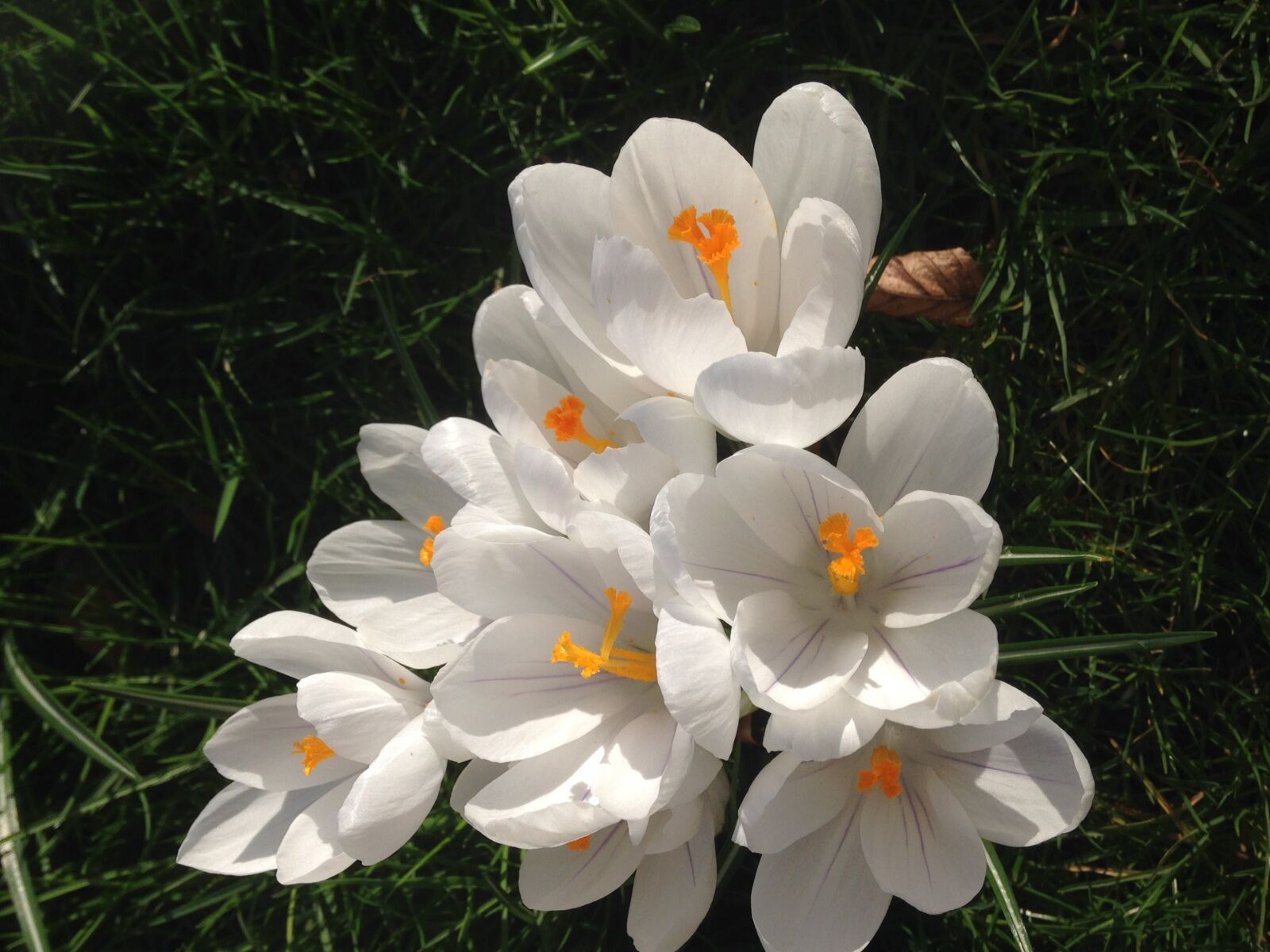 iPhone 5c back camera 4.12mm f/2.4 sample photo. Crocus, flower, garden photography