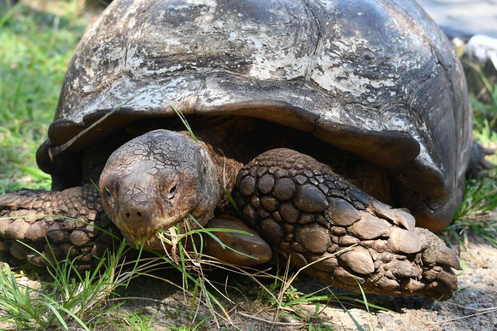 Nikon D7500 sample photo. Reptile, tortoise, old tortoise photography